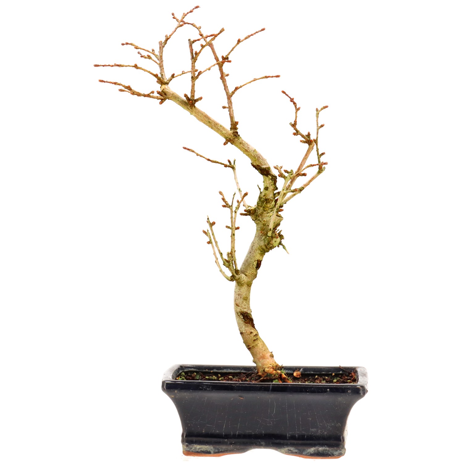 Golden Larch, approx. 7 y. (28 cm)