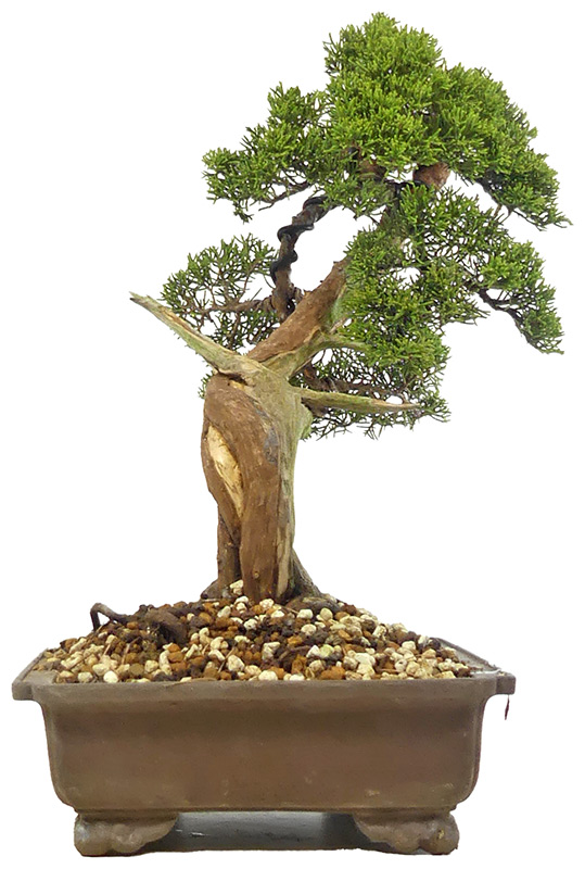 bonsai.fallbackImageTitle bonsai.fallbackImageTitle