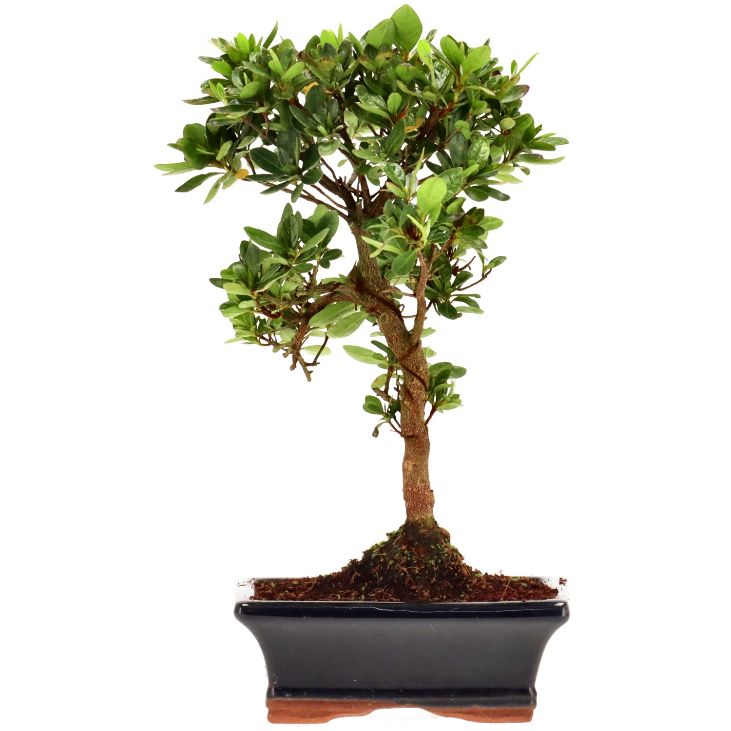 Jap. Azalee (Osakazuki), ca. 8 J. (25 cm)