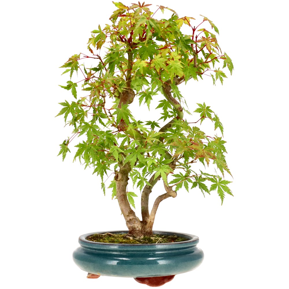 bonsai.fallbackImageTitle bonsai.fallbackImageTitle