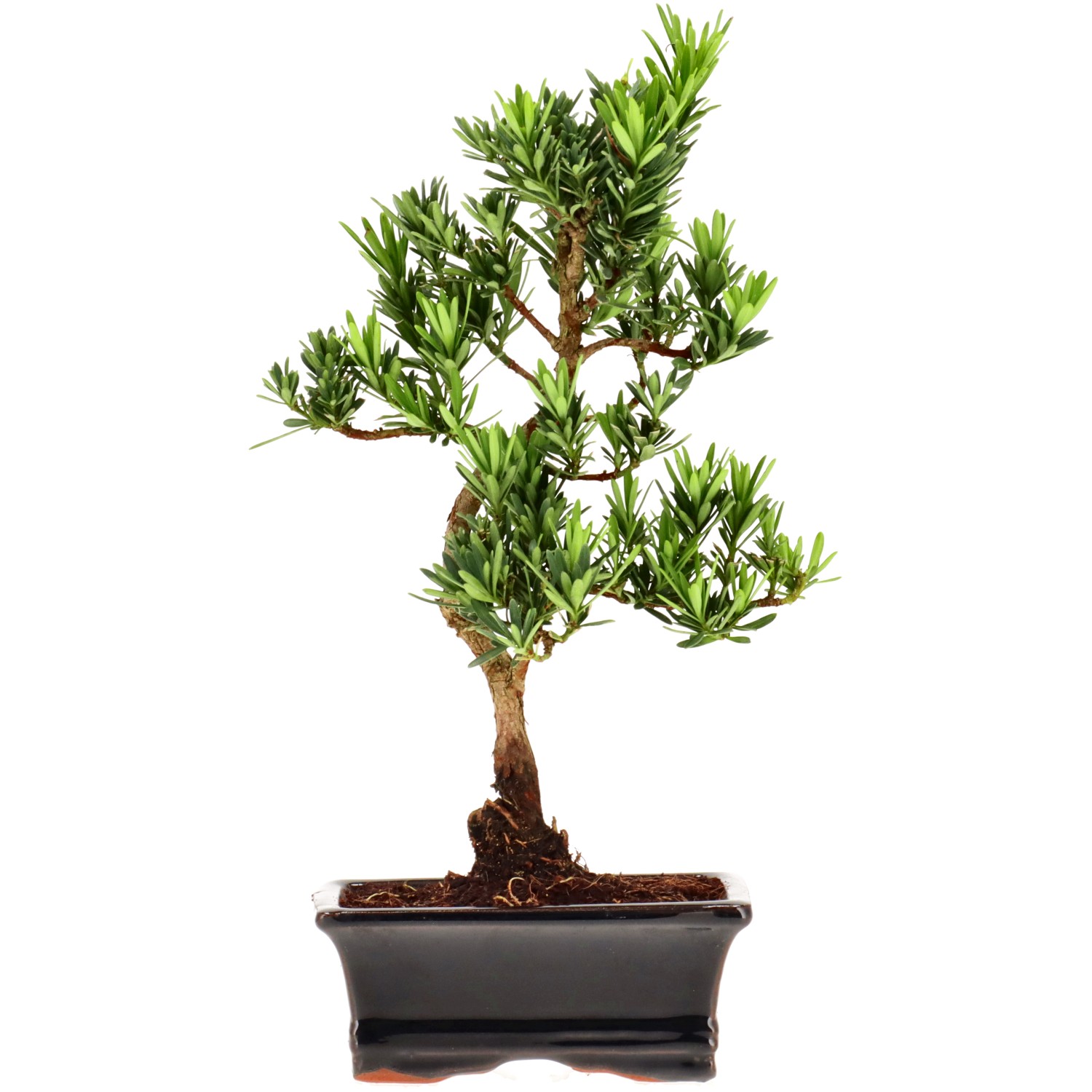 Chin. Steineibe, ca. 7 J. (28 cm)