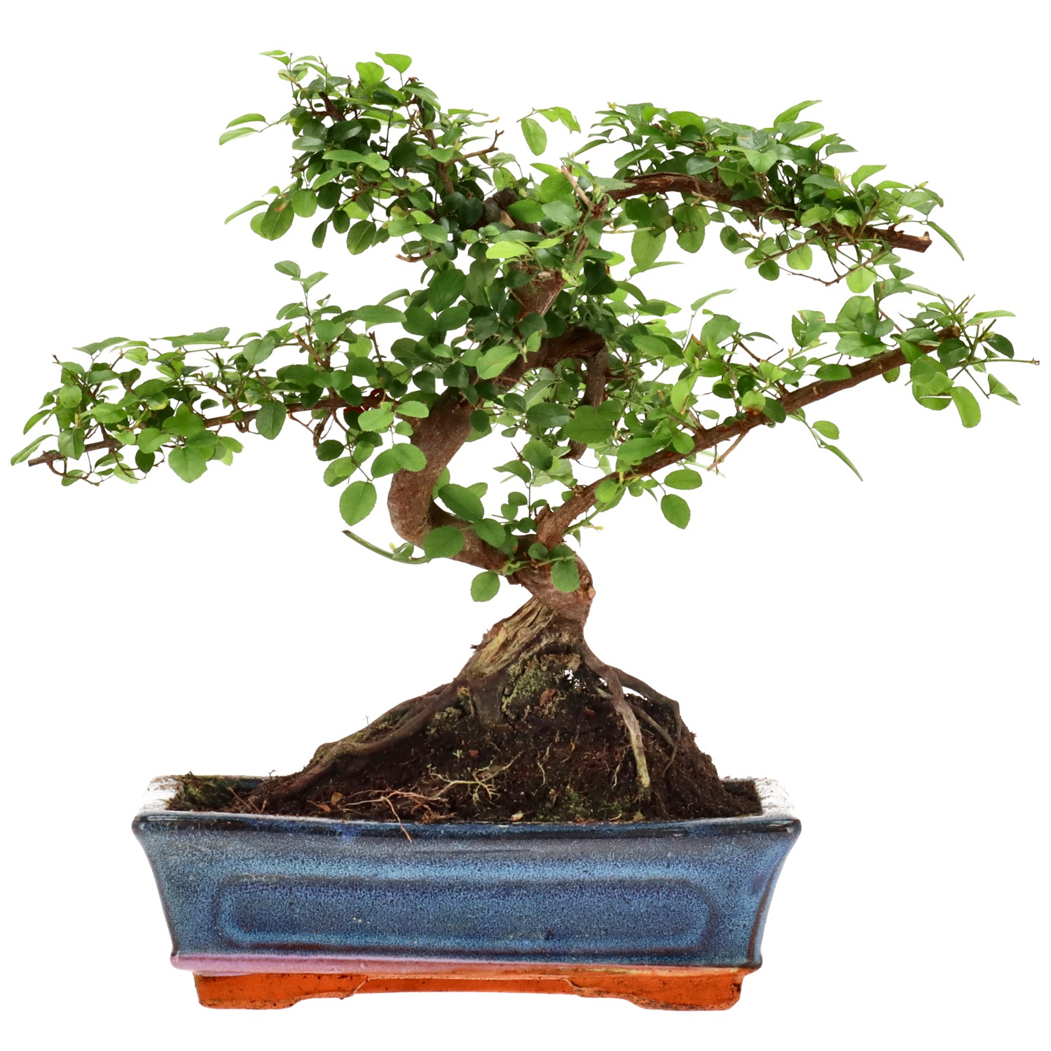 Sageretia theezans, aprox. 12 años (28 cm)