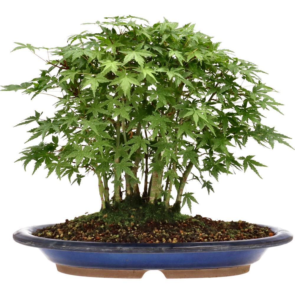 Bergfächerahorn (Yamamomiji), ca. 6 J. (29 cm) Bergfächerahorn (Yamamomiji), ca. 6 J. (29 cm)