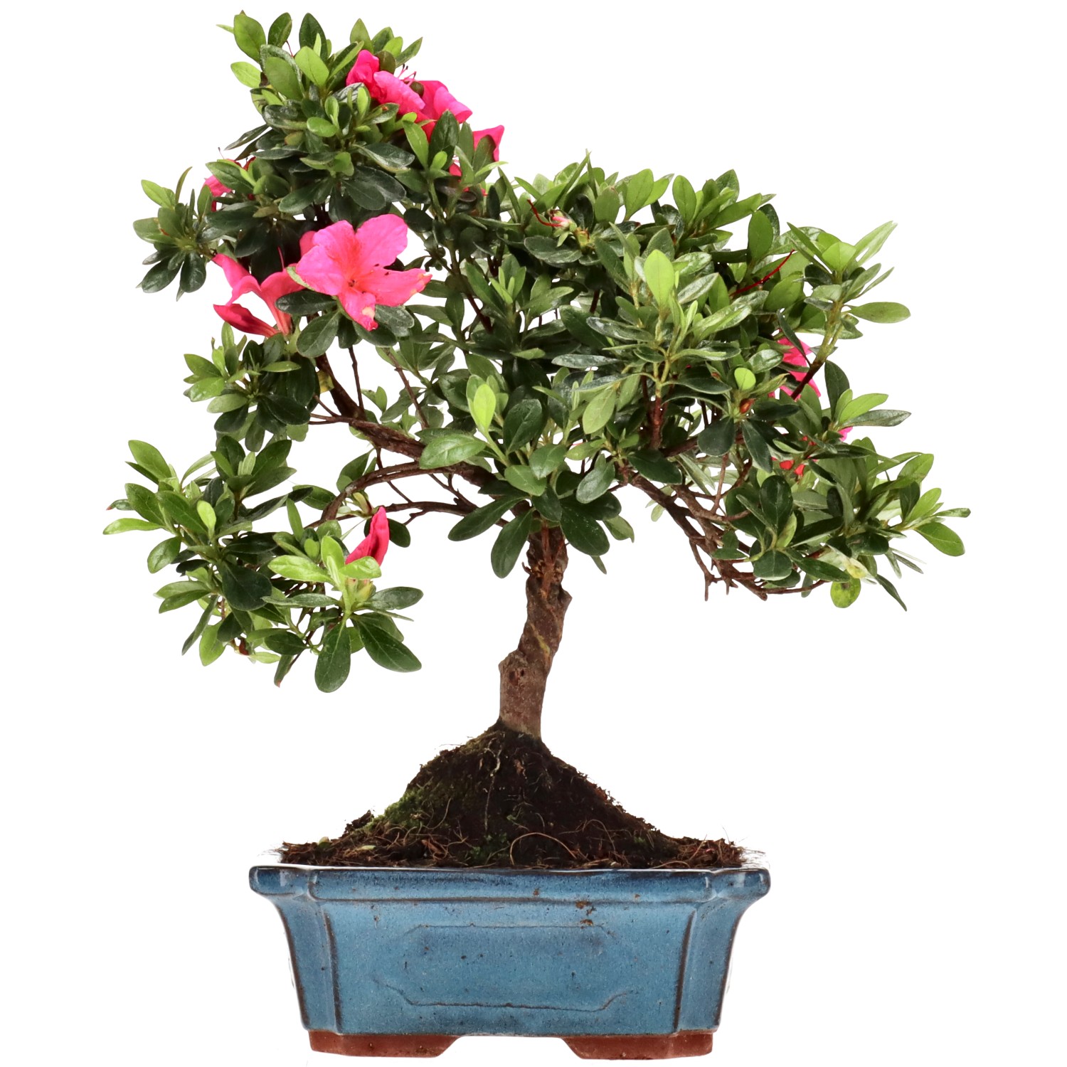 Azalea giapponese (Osakazuki), ca. 10 anni (29 cm)