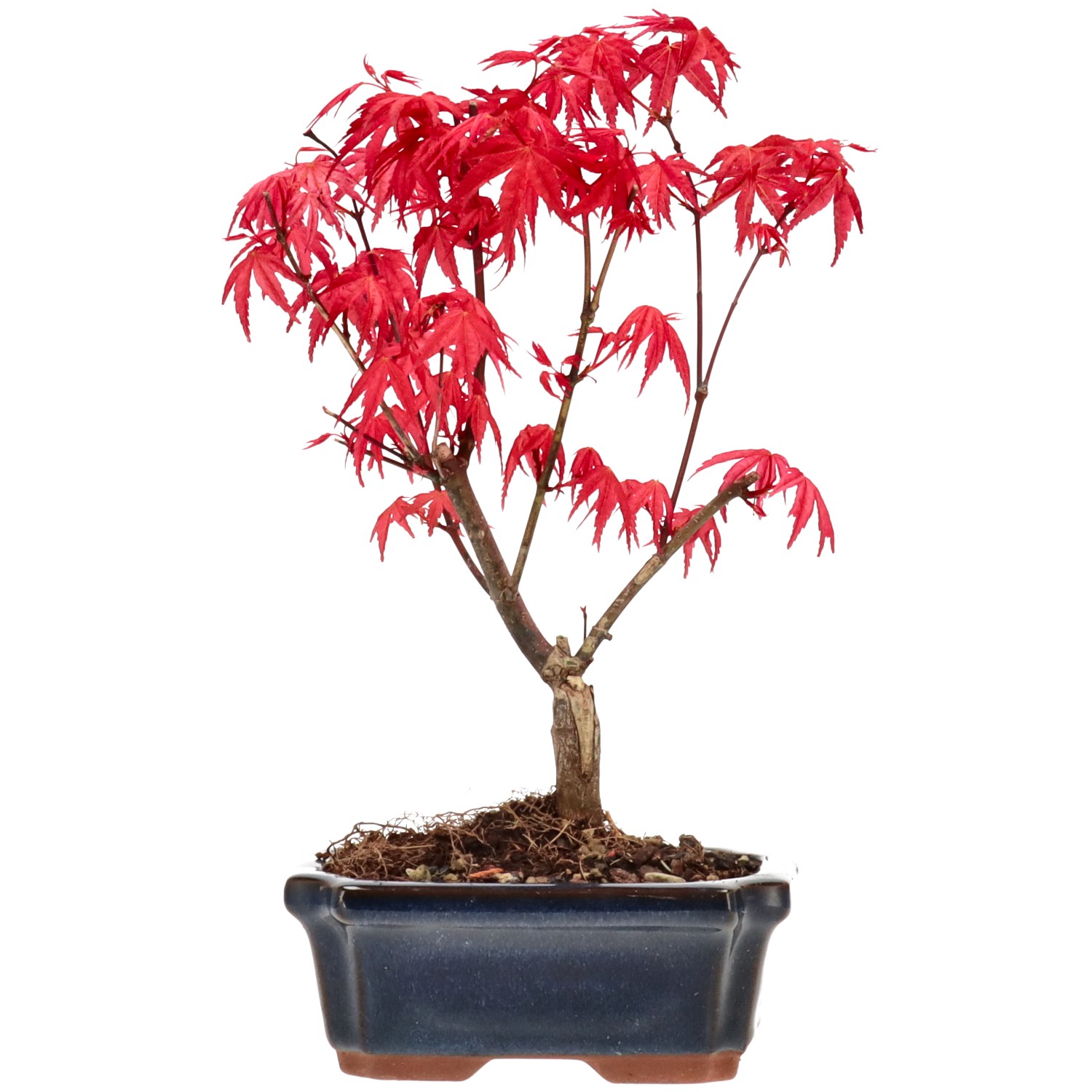 Érable du Japon (Deshojo), greffé, env. 7 ans (26 cm)