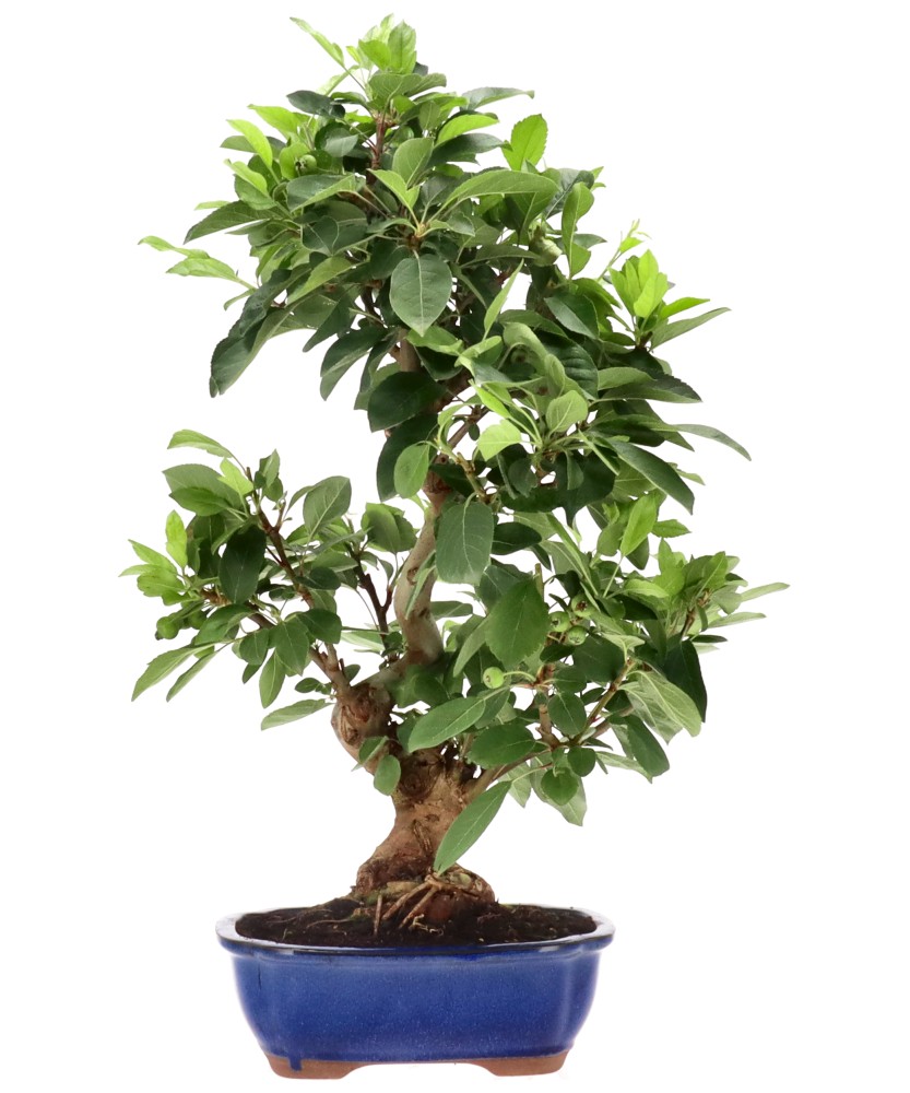Zierapfel, ca. 18 J. (56 cm)