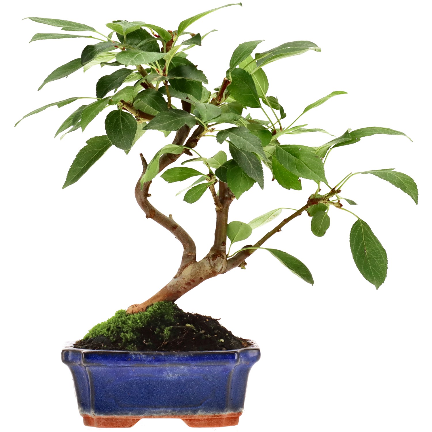 Apple tree, approx. 7 y. (26 cm)