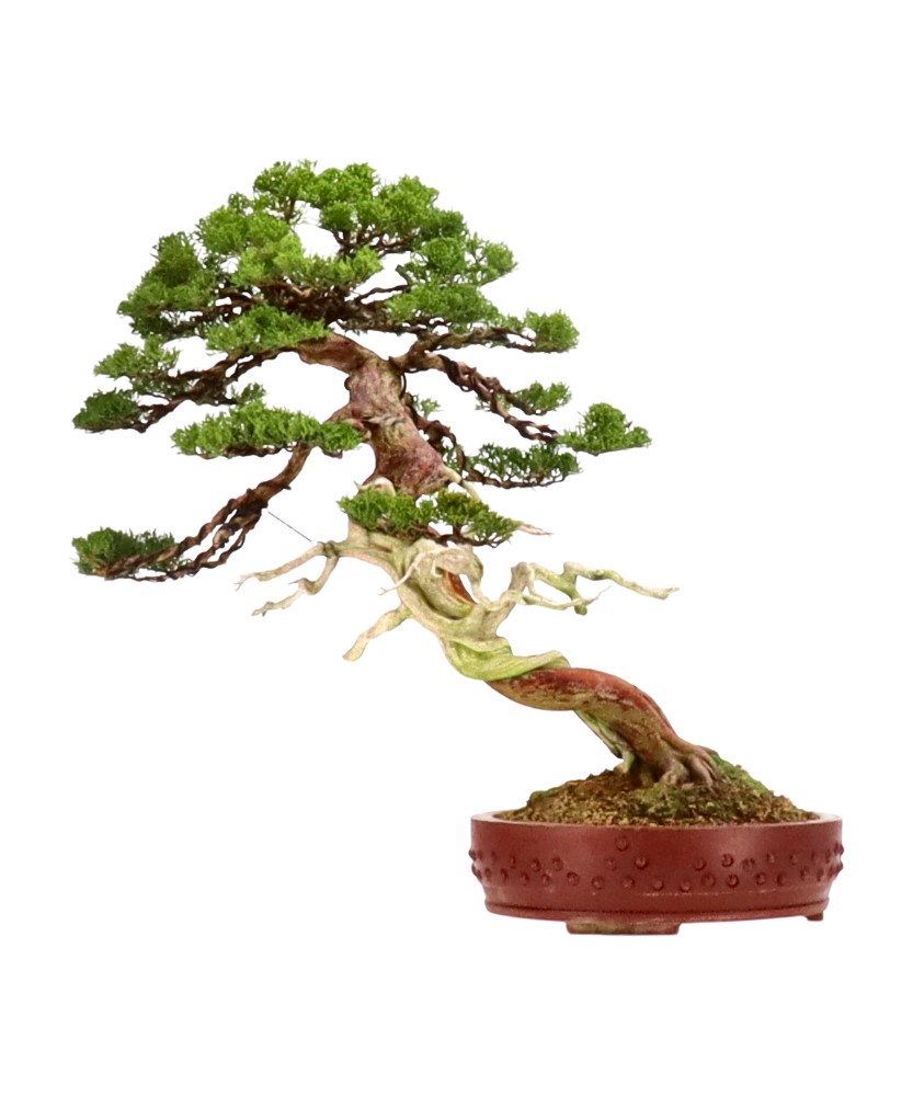 bonsai.fallbackImageTitle bonsai.fallbackImageTitle