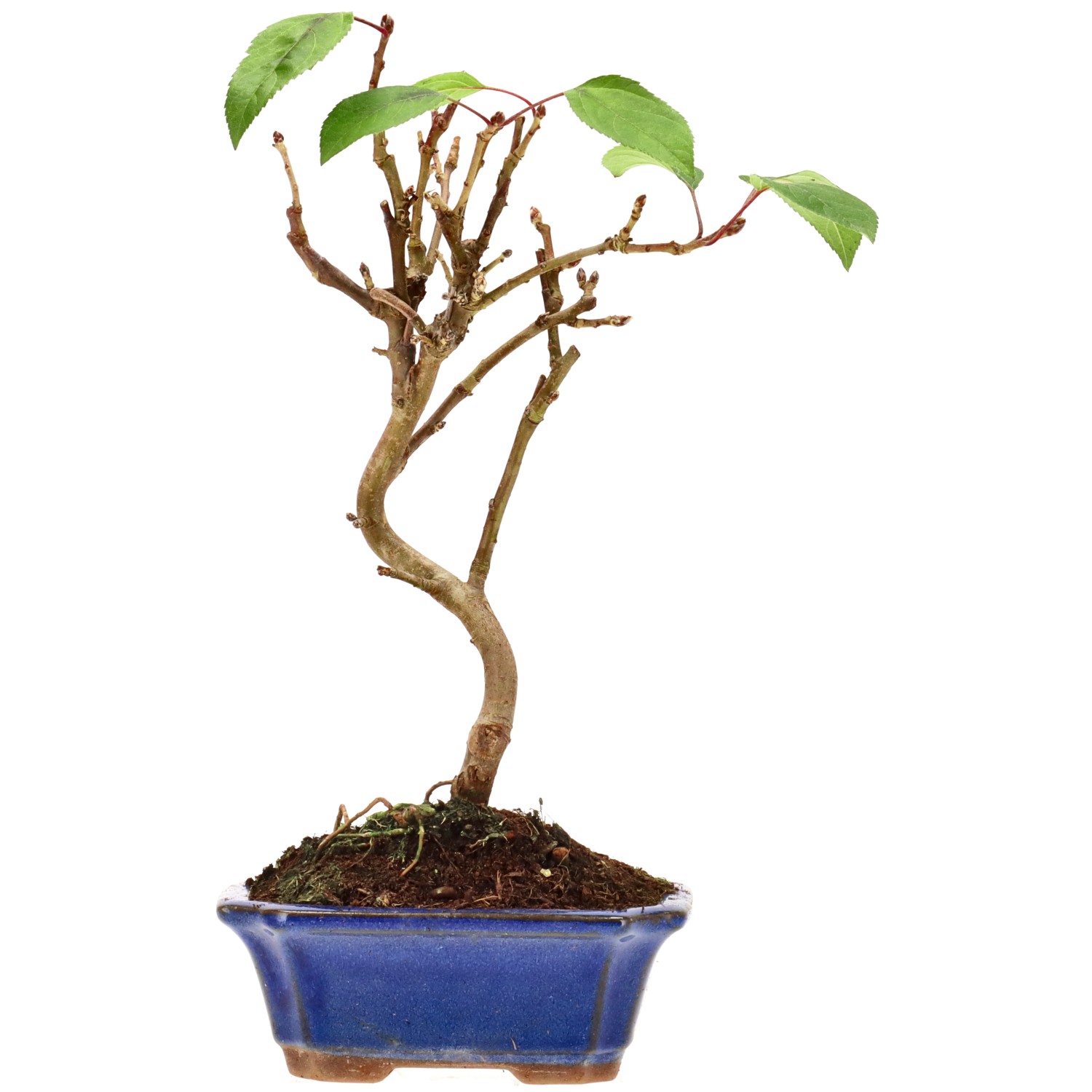 Pommier d’ornement, env. 7 ans (28 cm)