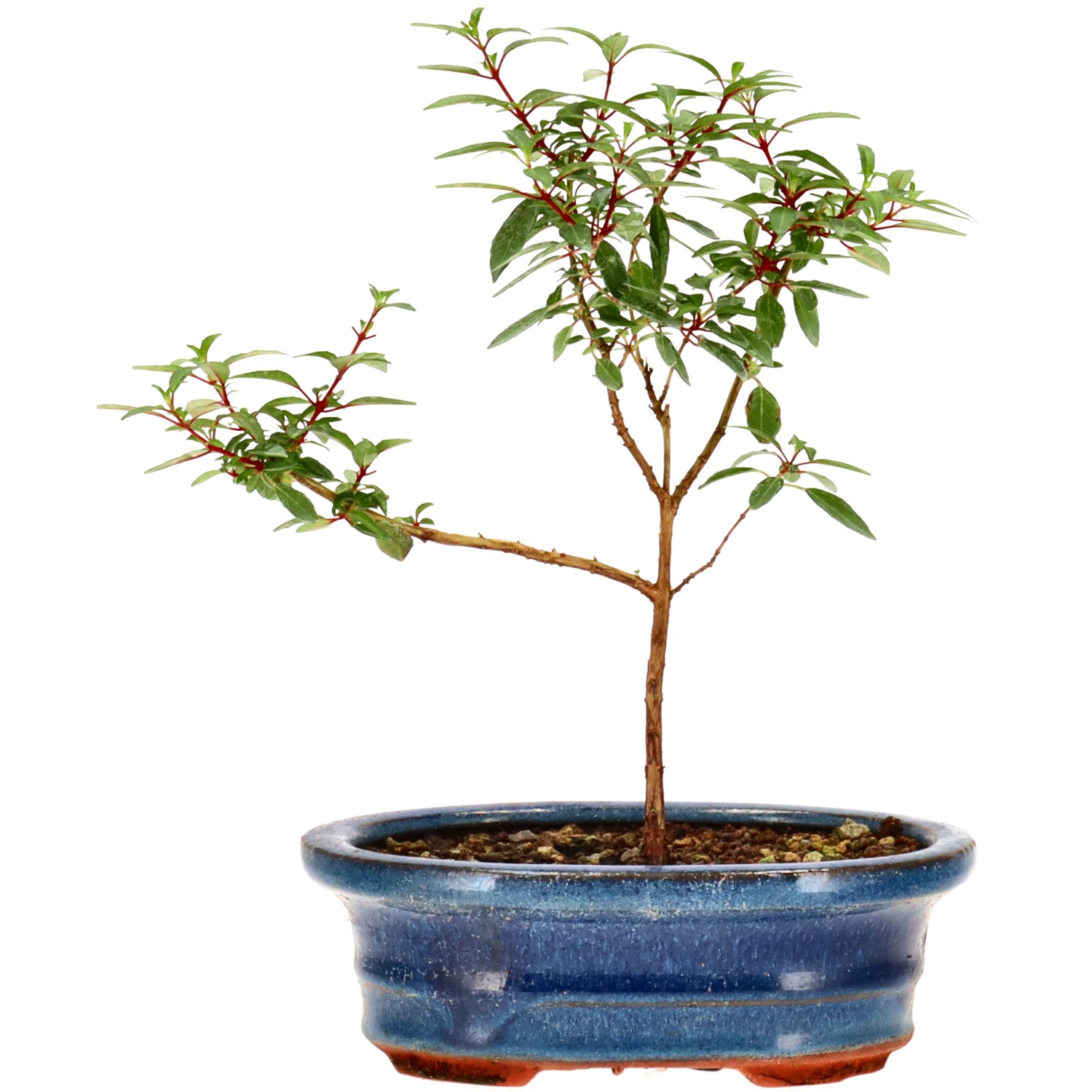 bonsai.fallbackImageTitle bonsai.fallbackImageTitle