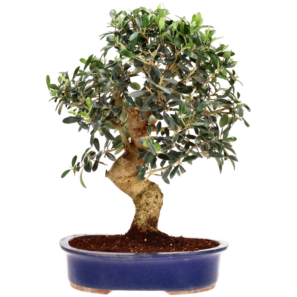Olea europaea, env. 20 ans (38 cm)