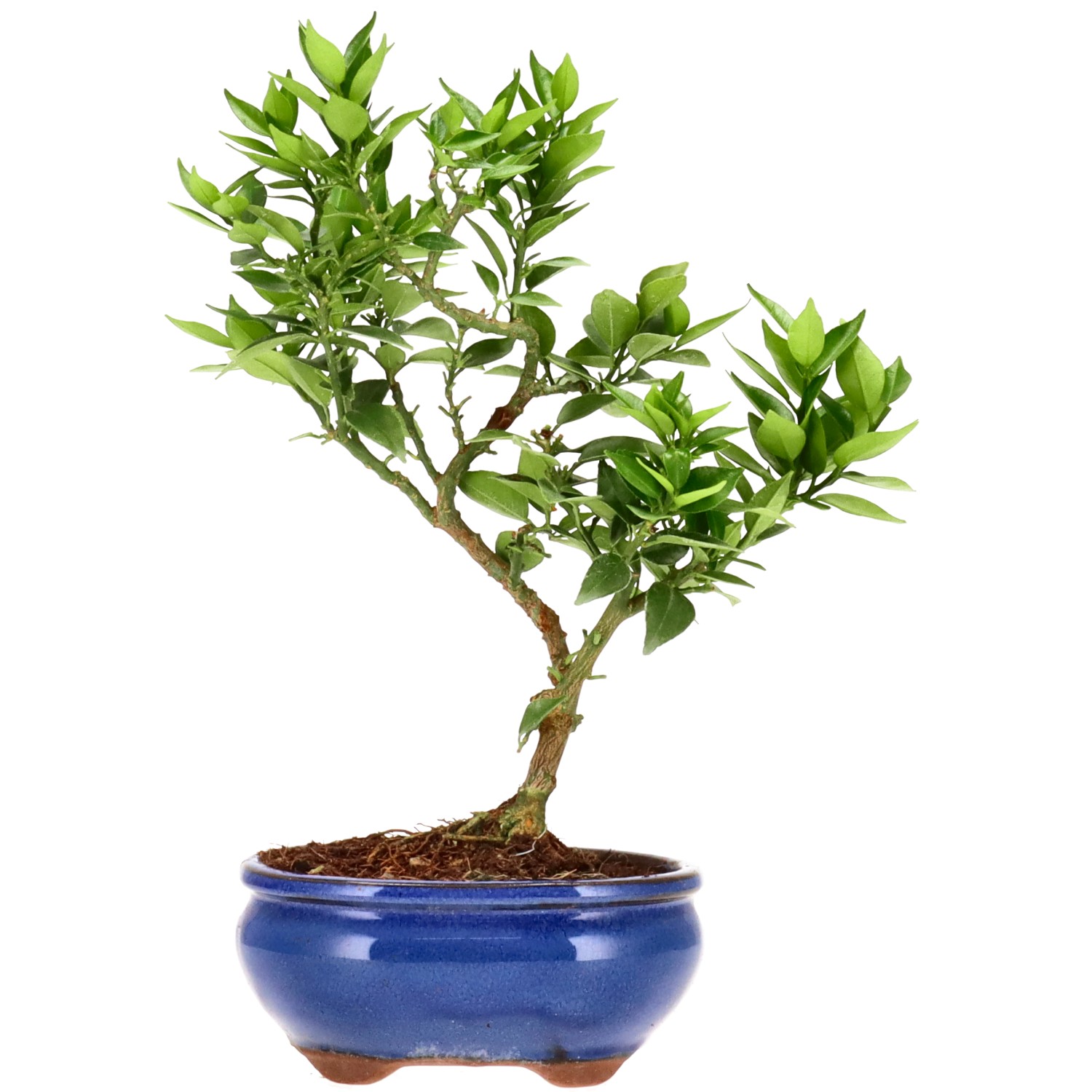 Chinotto, ca. 8 anni (27 cm)