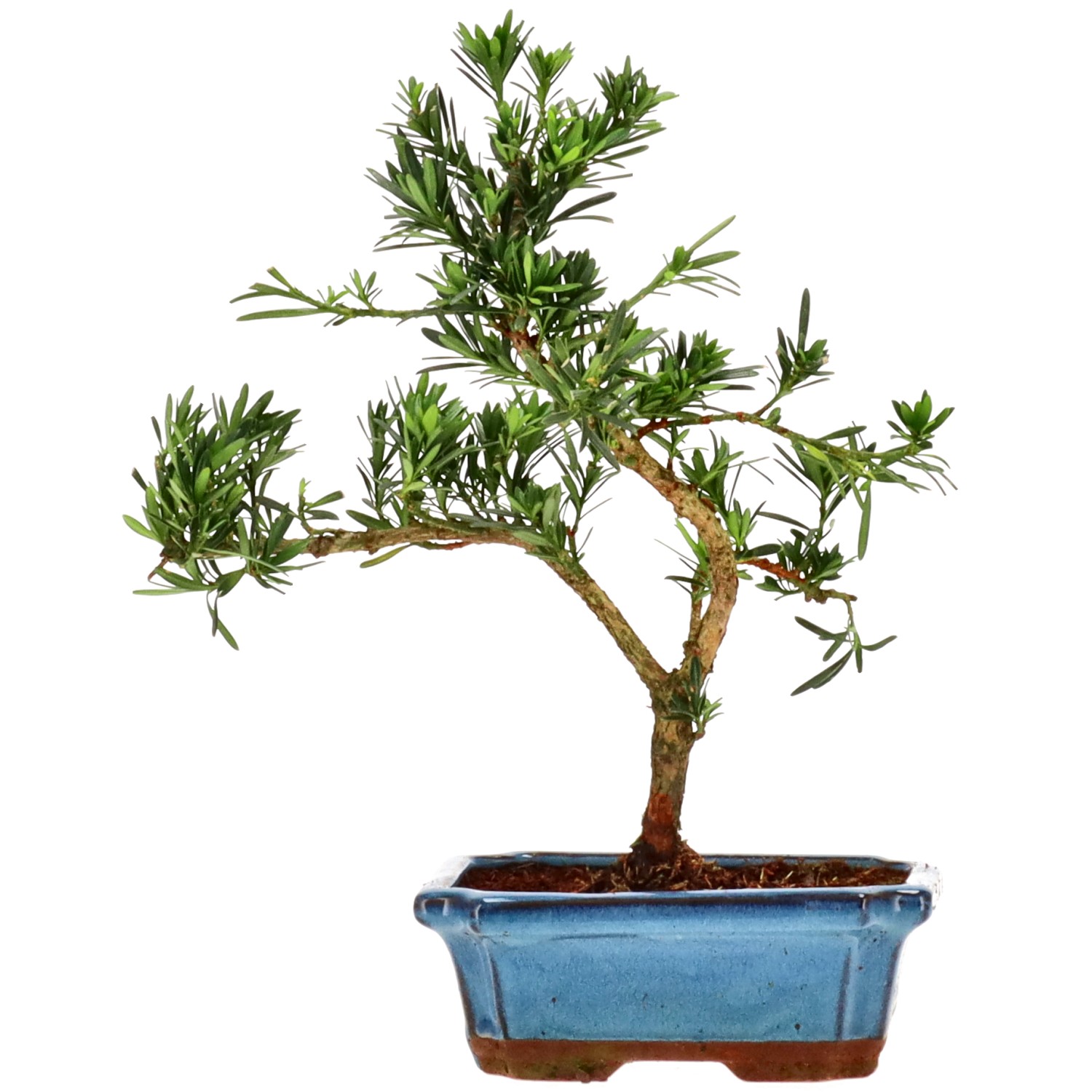 Buddhist pine, approx. 9 y. (30 cm)