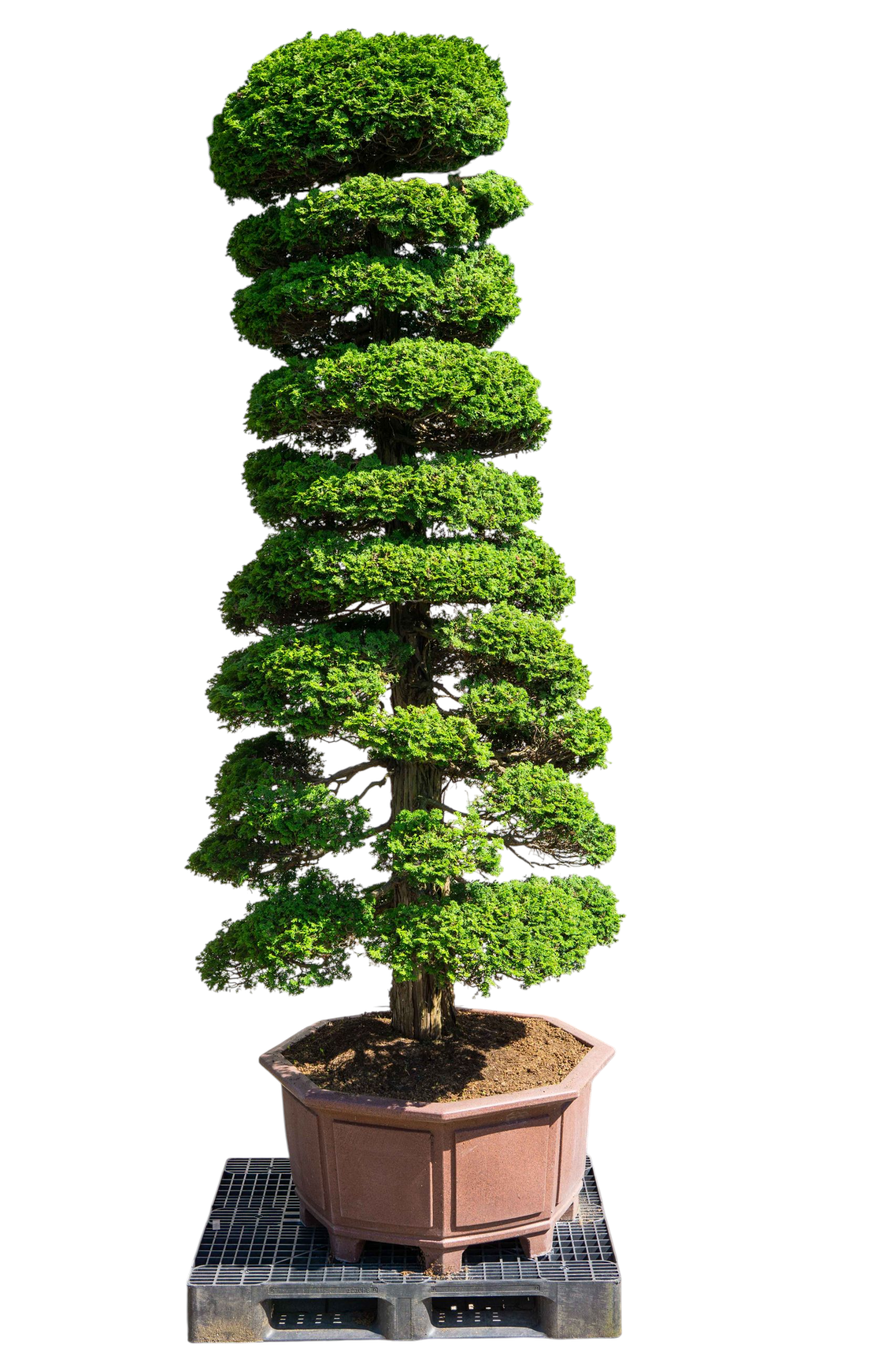 bonsai.fallbackImageTitle bonsai.fallbackImageTitle