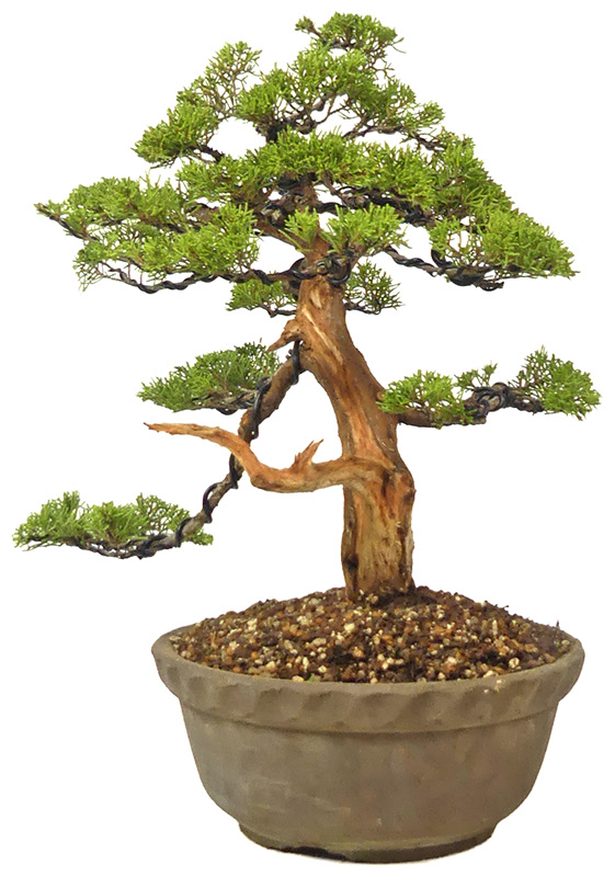 bonsai.fallbackImageTitle bonsai.fallbackImageTitle