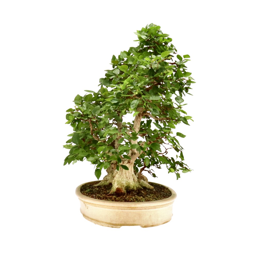 bonsai.fallbackImageTitle