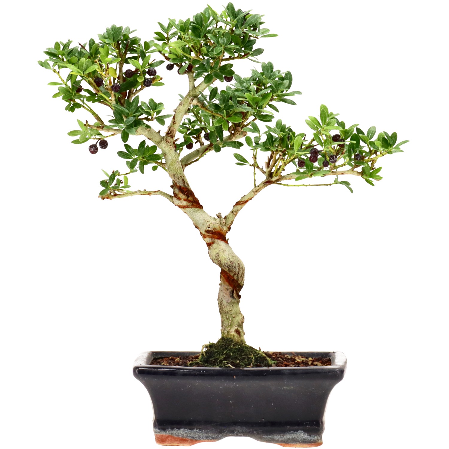 Japanese Holly, approx. 7 y. (25 cm)
