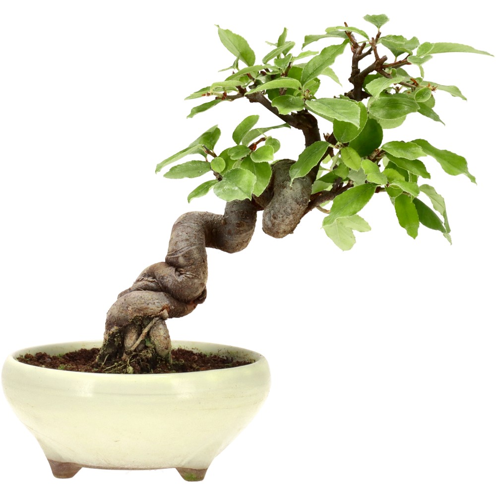 Membrillo chino, aprox. 14 años (22 cm)