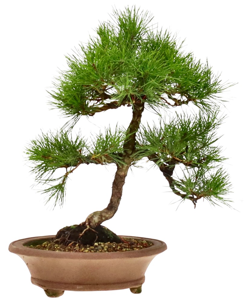 bonsai.fallbackImageTitle bonsai.fallbackImageTitle