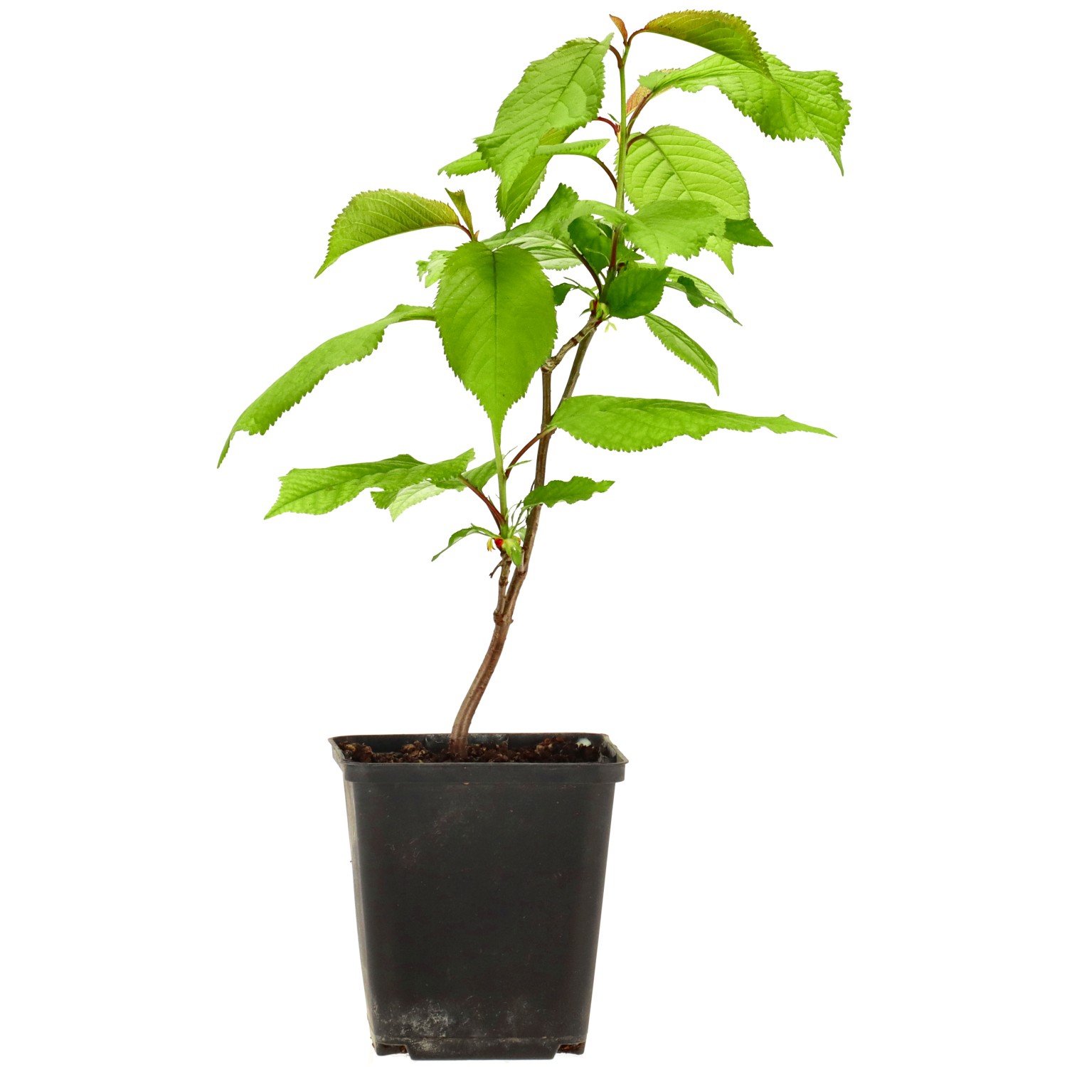 Prunus avium, env. 2 ans (20-30 cm)