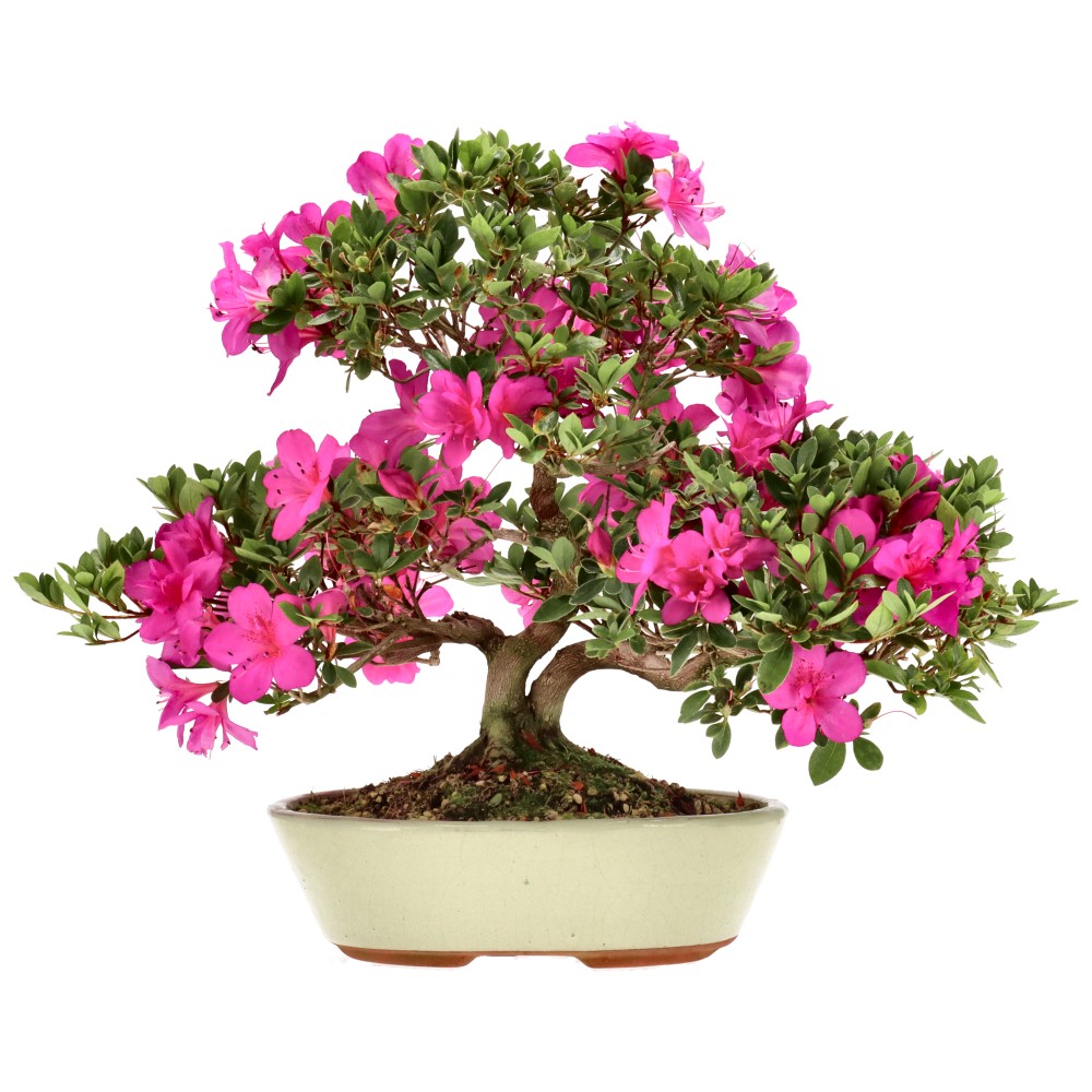 Azalée japonaise, env. 14 ans (33 cm)