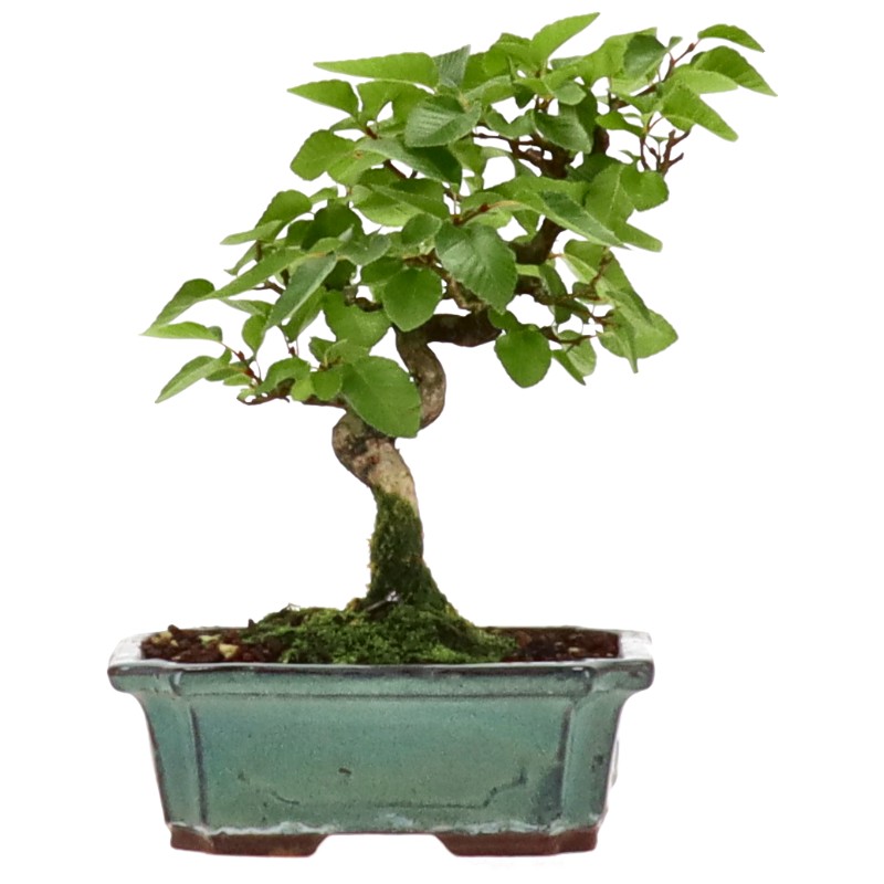 Carpino coreano, ca. 10 anni (19 cm)