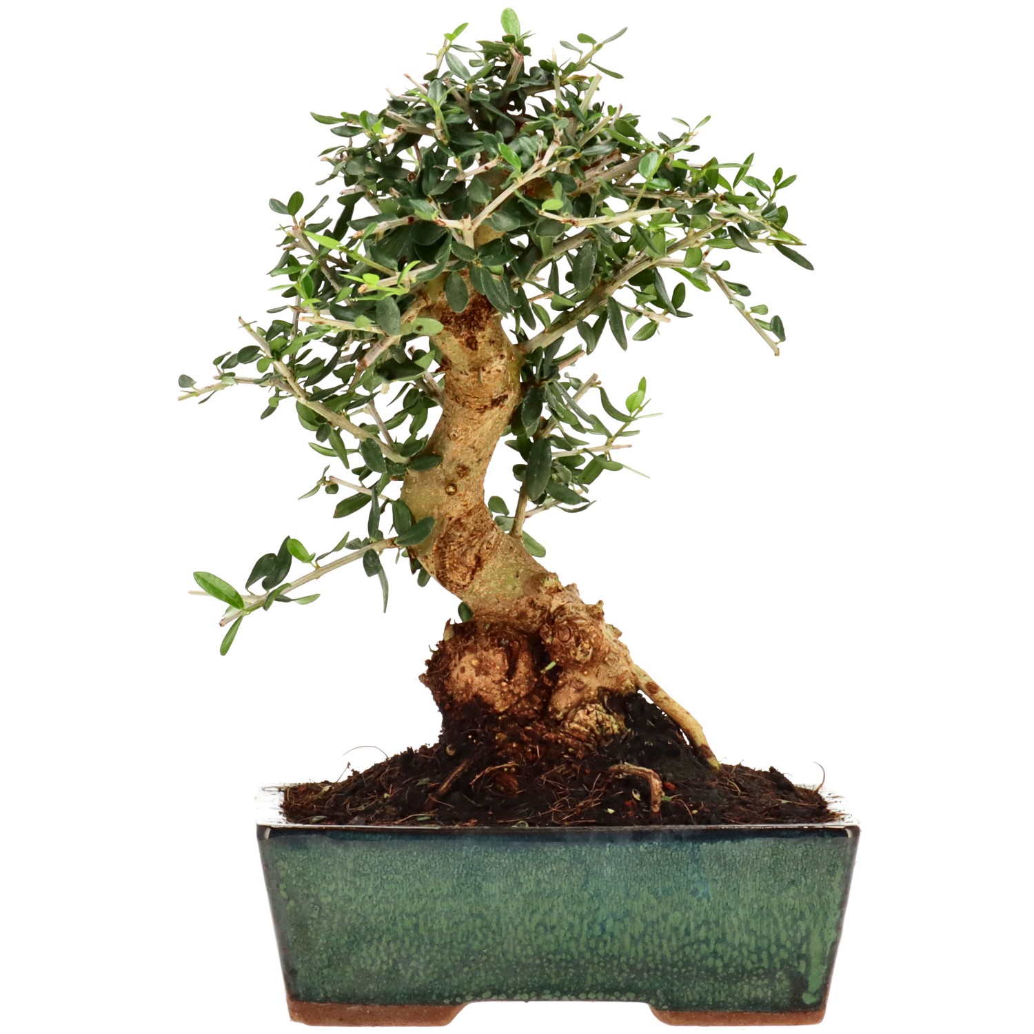 Olea sylvestris, aprox. 10 años (24 cm)
