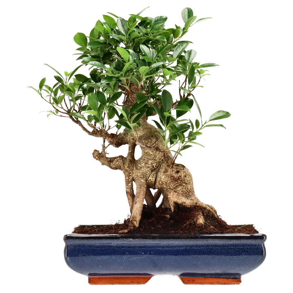 Ficus Retusa, aprox. 22 años (37 cm)