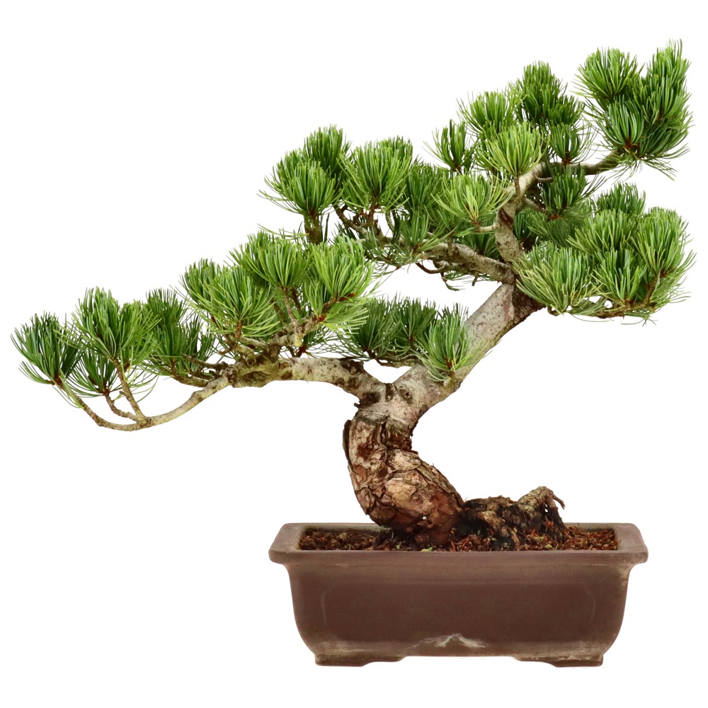 bonsai.fallbackImageTitle