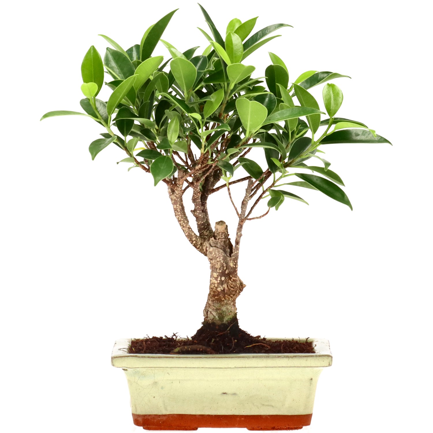 Chin. Feigenbaum (Ret.), ca. 7 J. (21 cm)