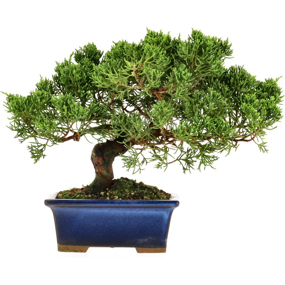 Enebro de China, aprox. 14 años (16 cm)