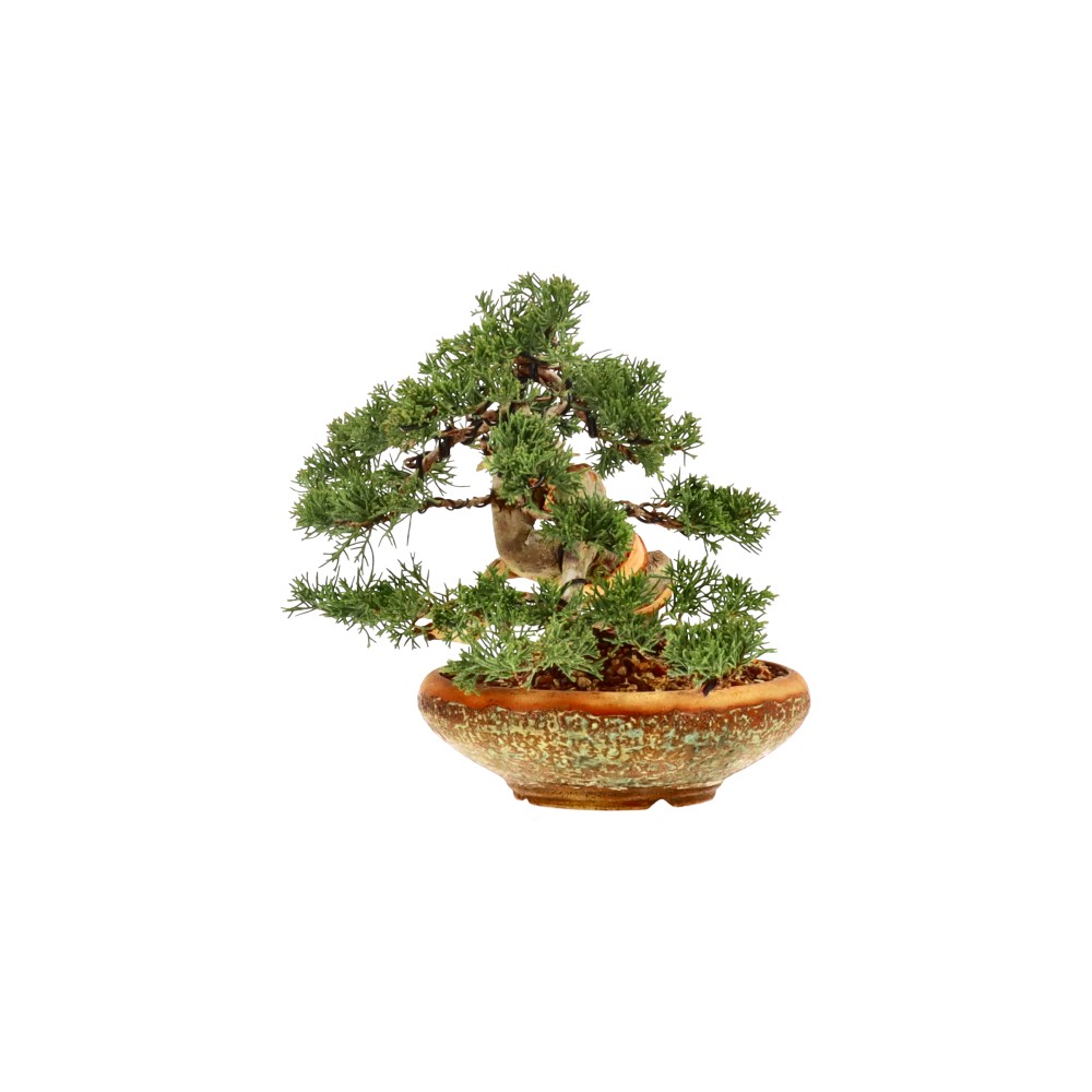 bonsai.fallbackImageTitle bonsai.fallbackImageTitle