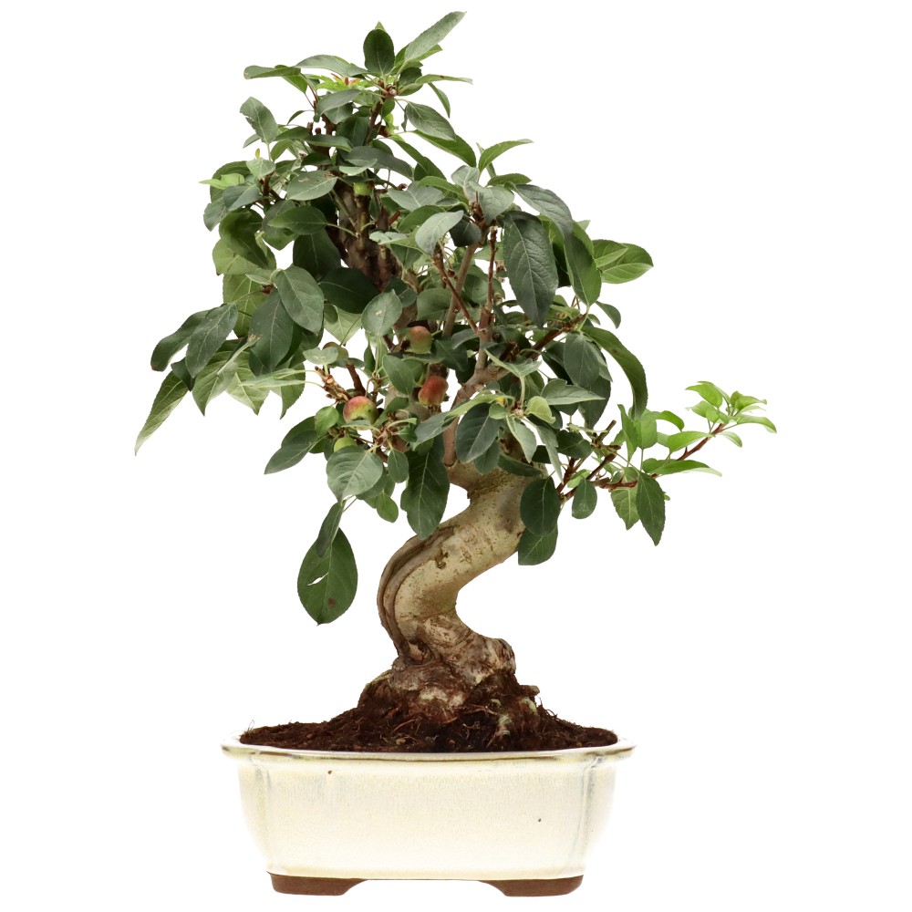 Zierapfel, ca. 17 J. (42 cm)