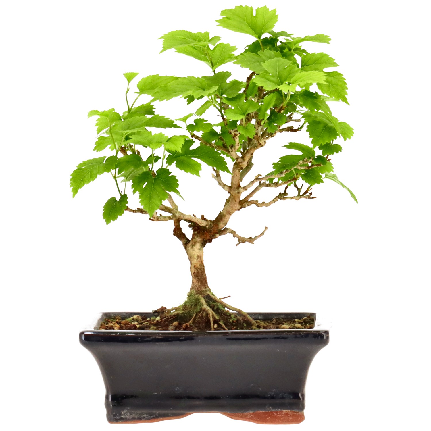 Morus sp., ca. 10 anni (19 cm)