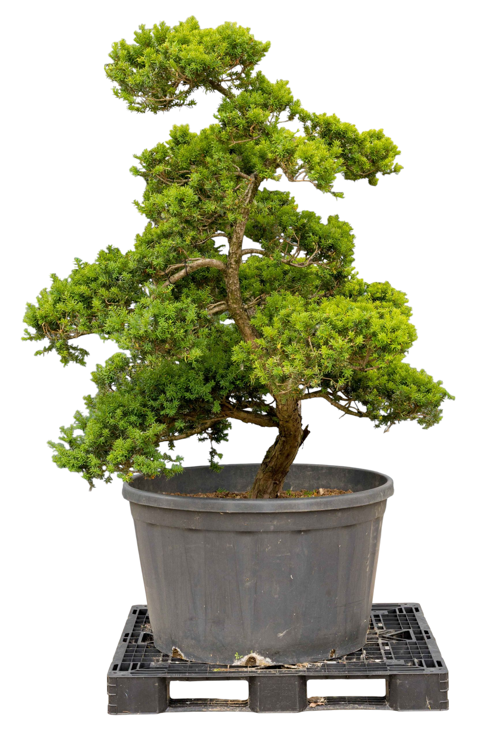 bonsai.fallbackImageTitle