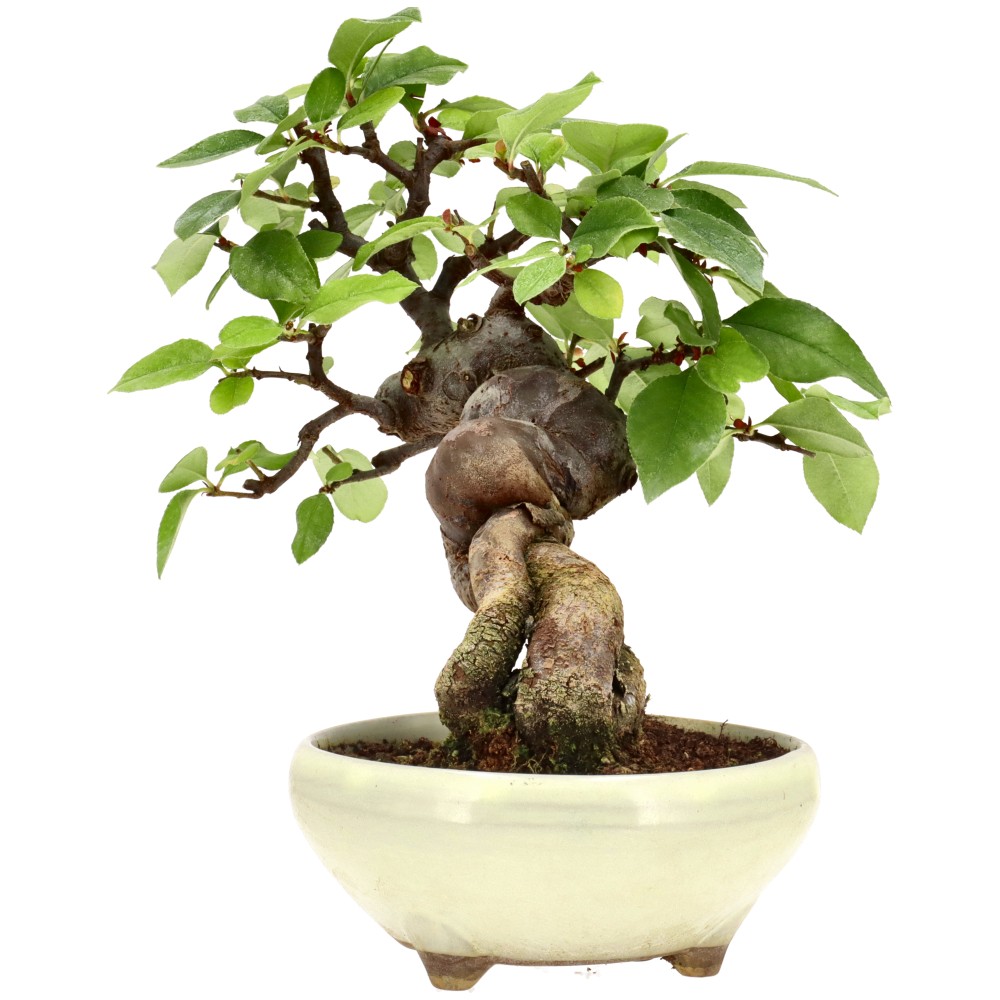 bonsai.fallbackImageTitle