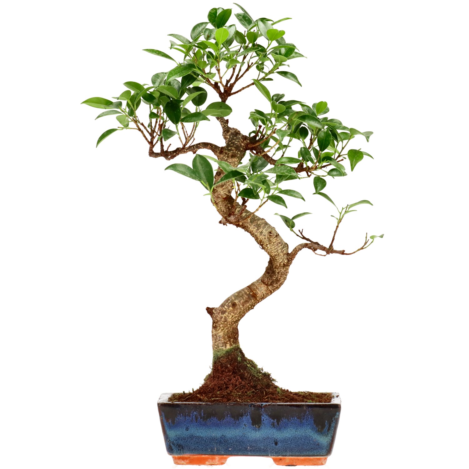 Chin. Feigenbaum (Retusa), ca. 9 J. (38 cm)