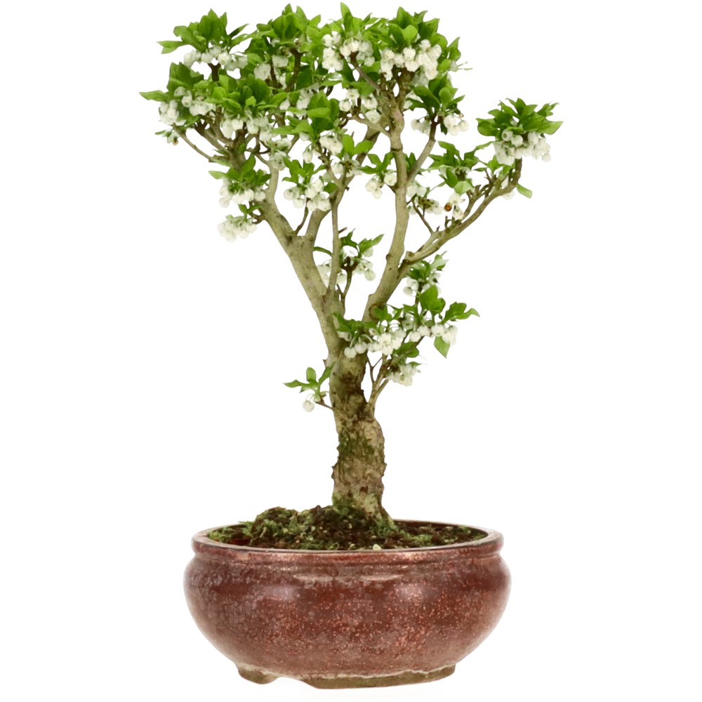 bonsai.fallbackImageTitle bonsai.fallbackImageTitle
