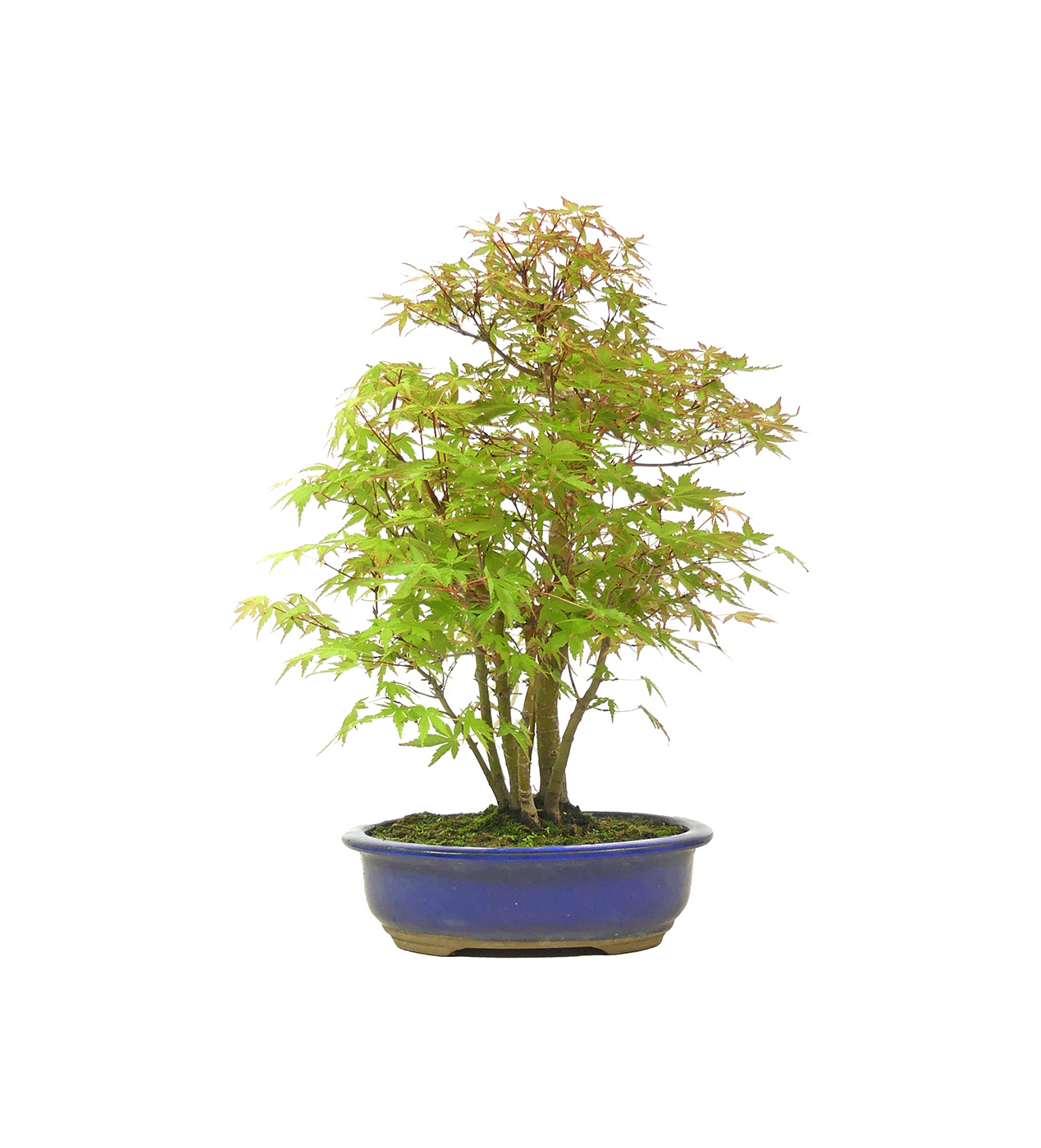 bonsai.fallbackImageTitle bonsai.fallbackImageTitle