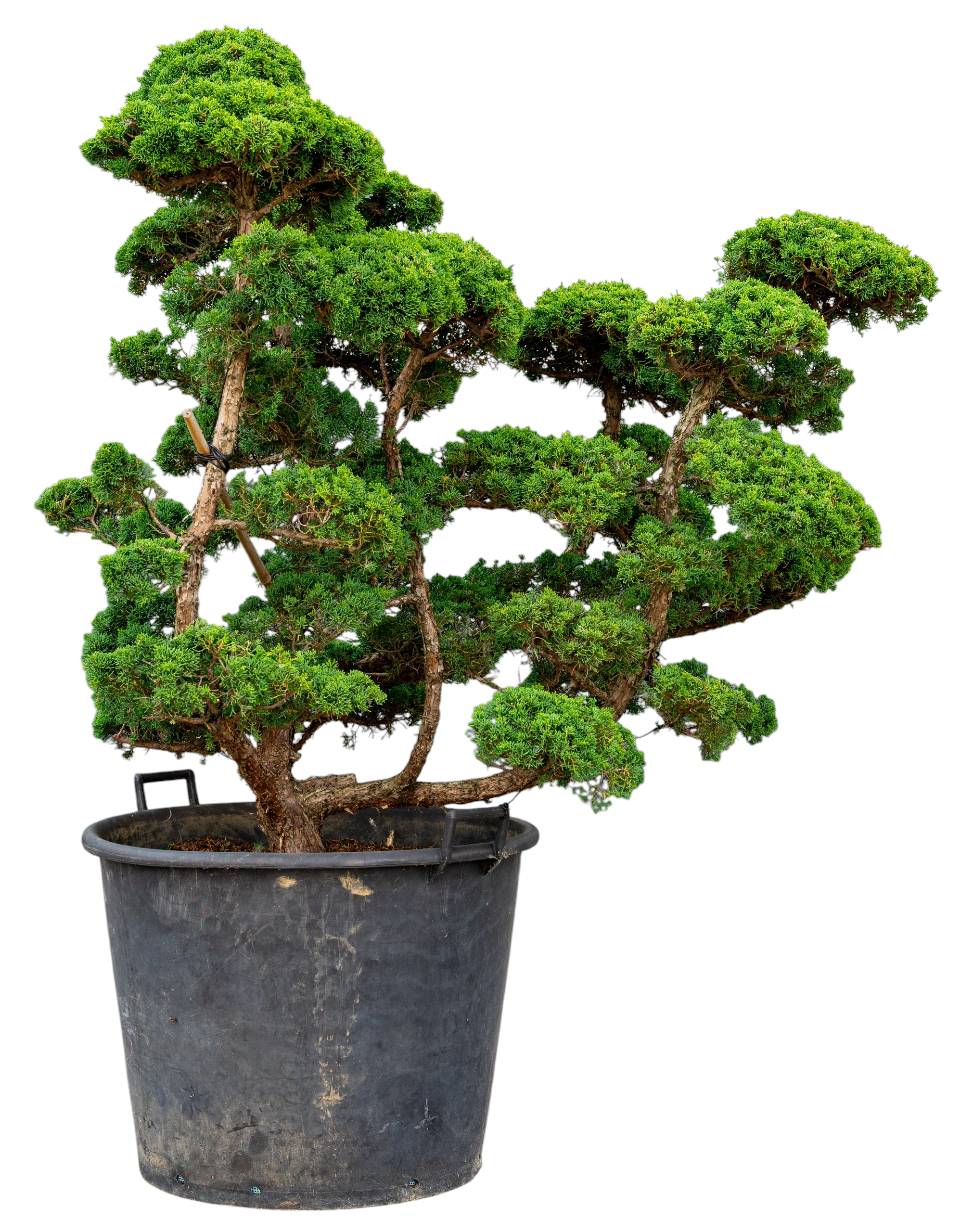 Bonsaï de jardin - Genévrier de Chine, env. 40 ans (125 cm)