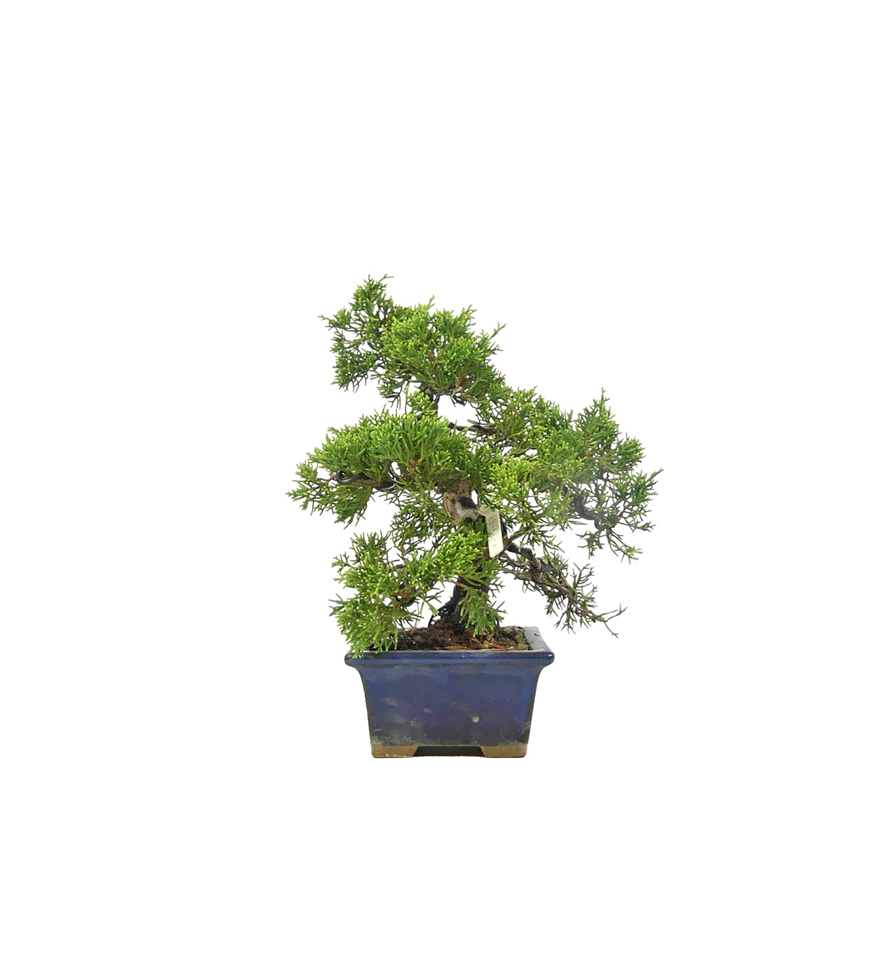 bonsai.fallbackImageTitle bonsai.fallbackImageTitle