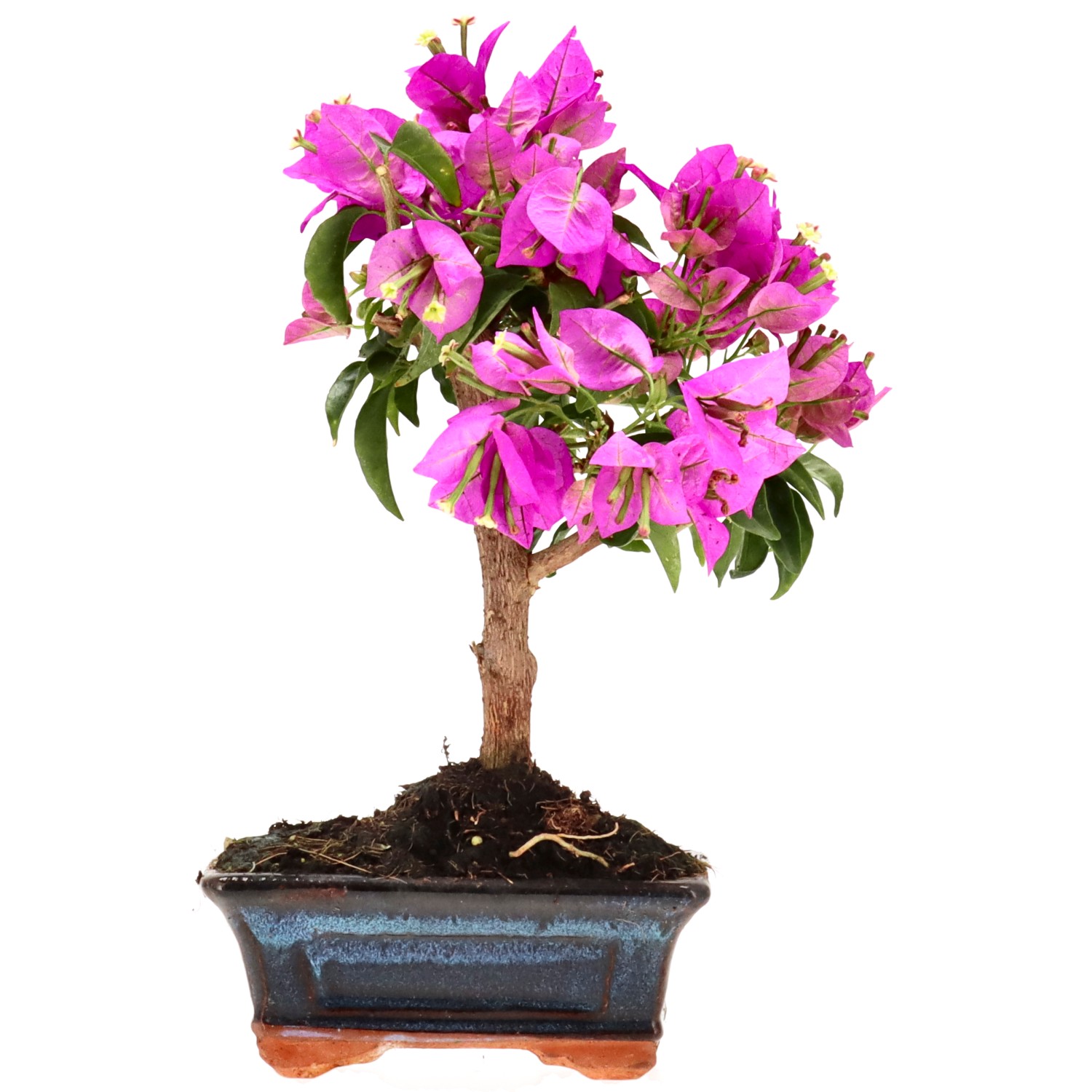 Bougainvillea, ca. 8 j. (23 cm)