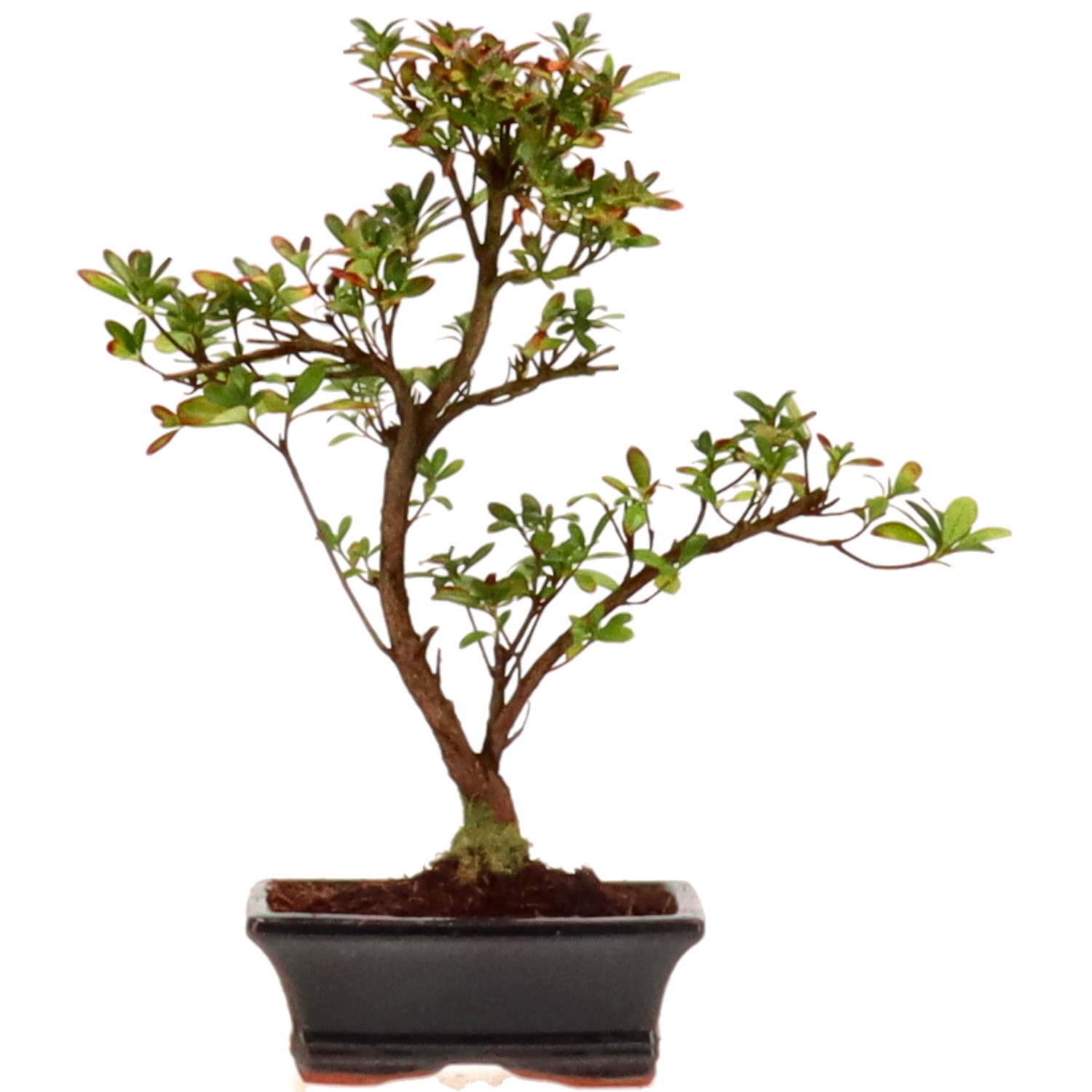 Azalea giapponese (Osakazuki), ca. 7 anni (29 cm)