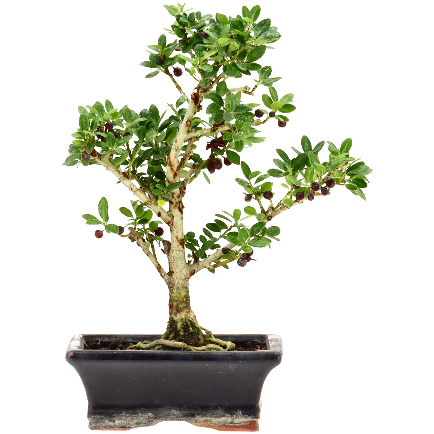 Japanese Holly, approx. 7 y. (23 cm)