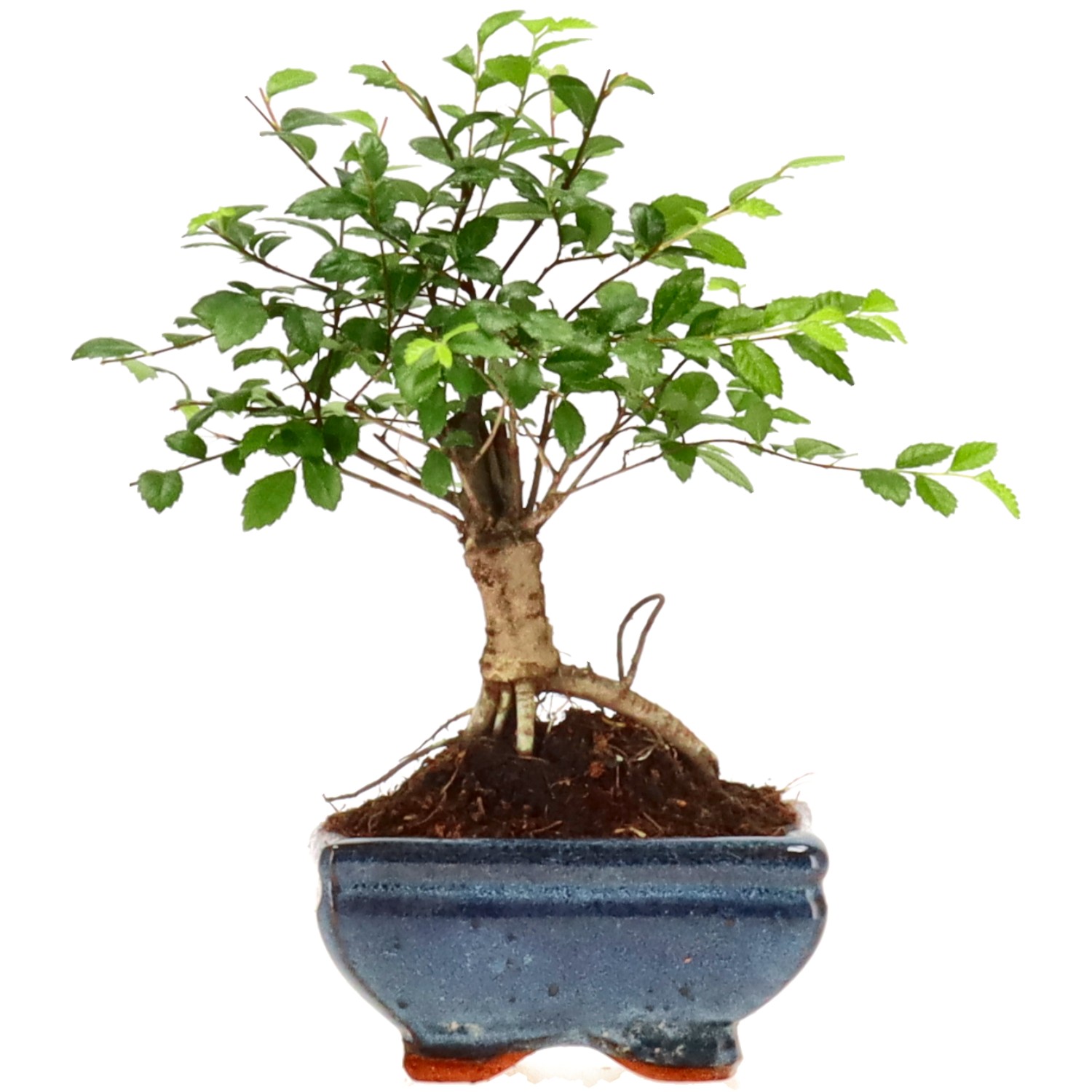 Olmo cinese, ca. 6 anni (19 cm)