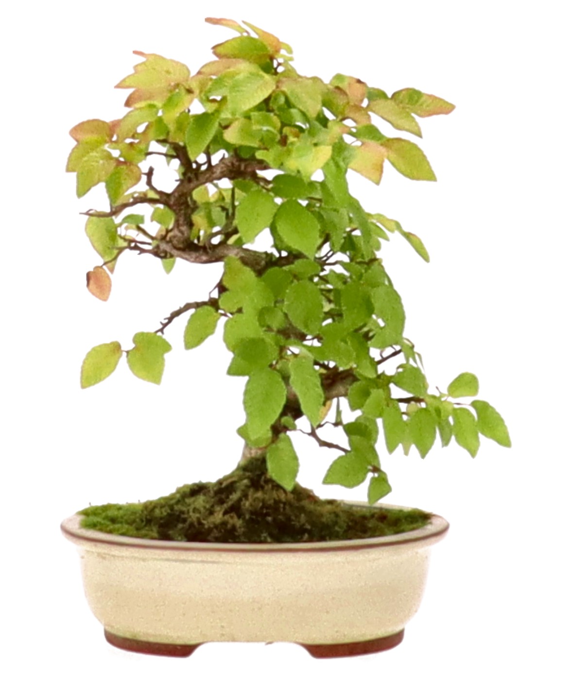 Kor. Hainbuche, ca. 10 Jahre (23 cm)