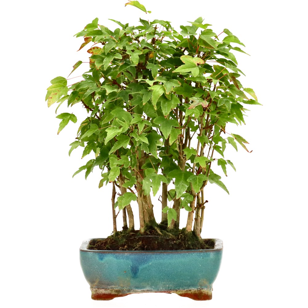 Dreispitzahorn, ca. 4 J. (25 cm) Dreispitzahorn, ca. 4 J. (25 cm)