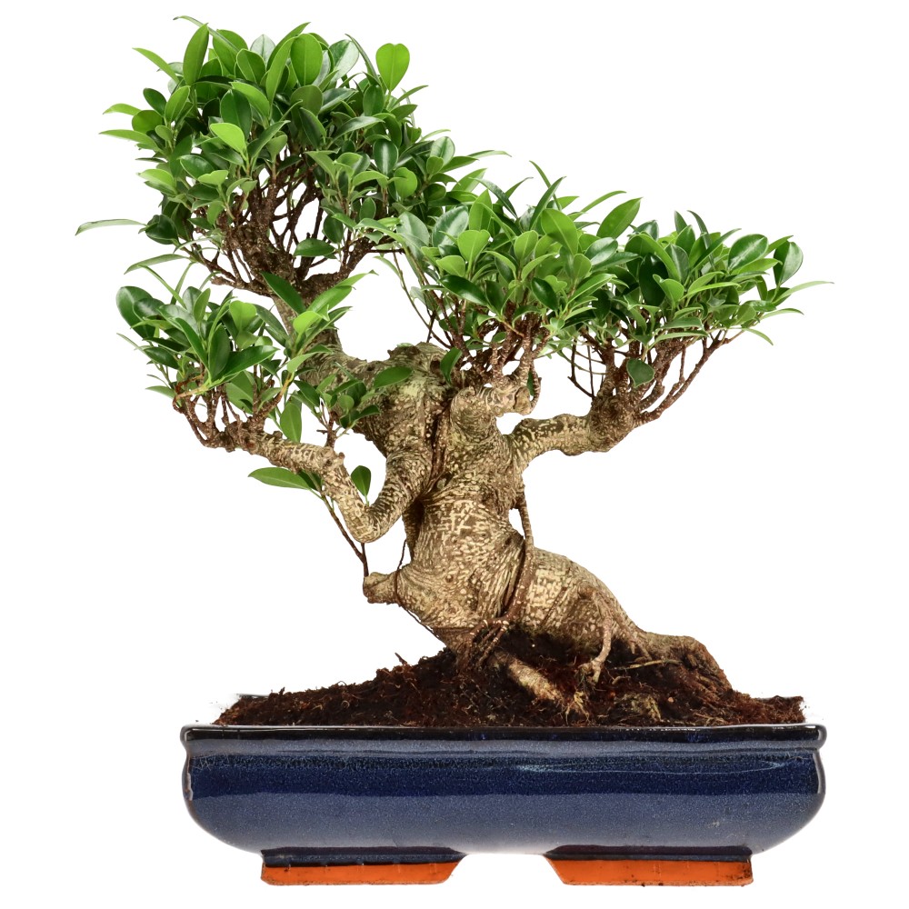 Ficus Retusa, aprox. 22 años (37 cm)