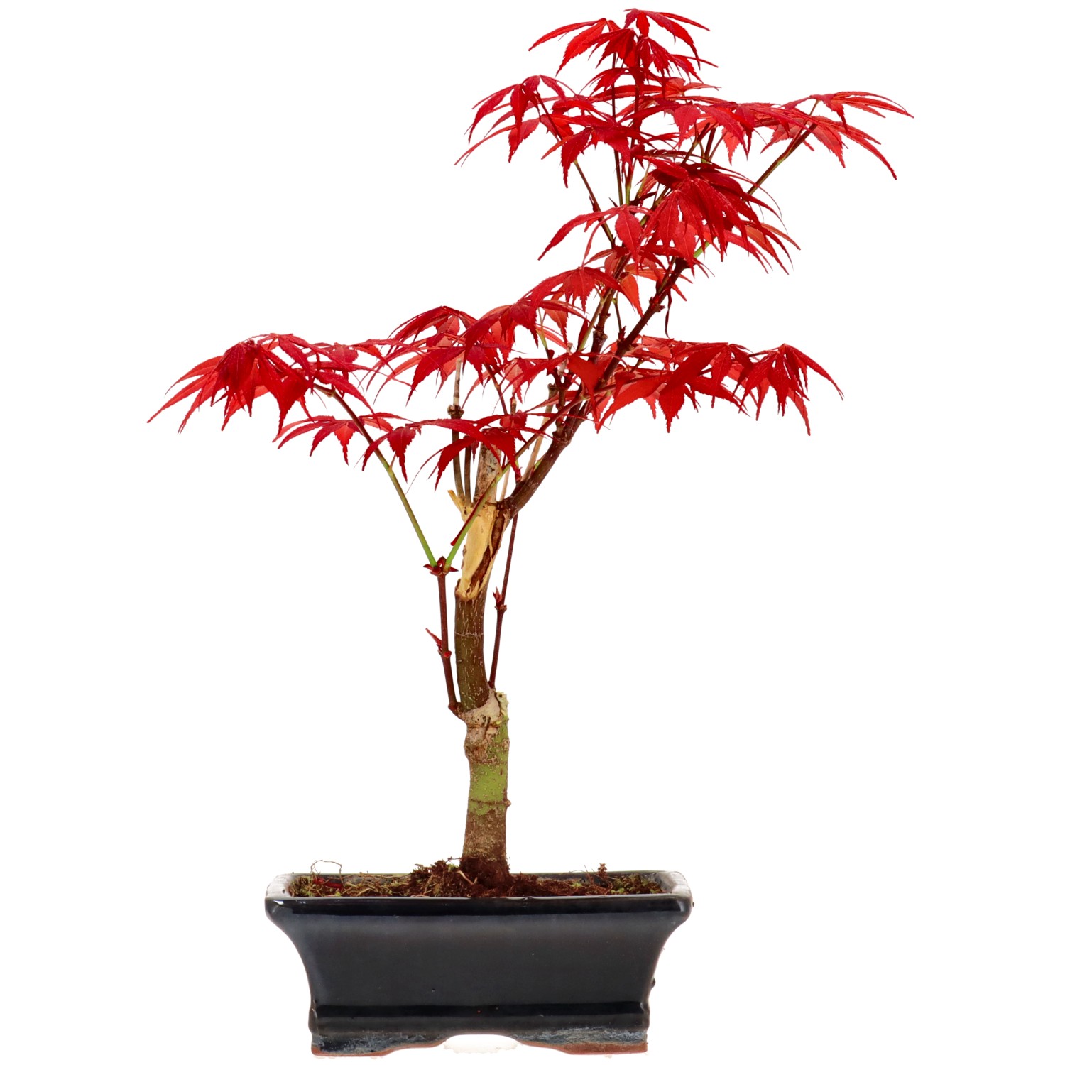 Jap. Fächerahorn (Atropurpureum), veredelt, ca. 7 J. (32 cm)