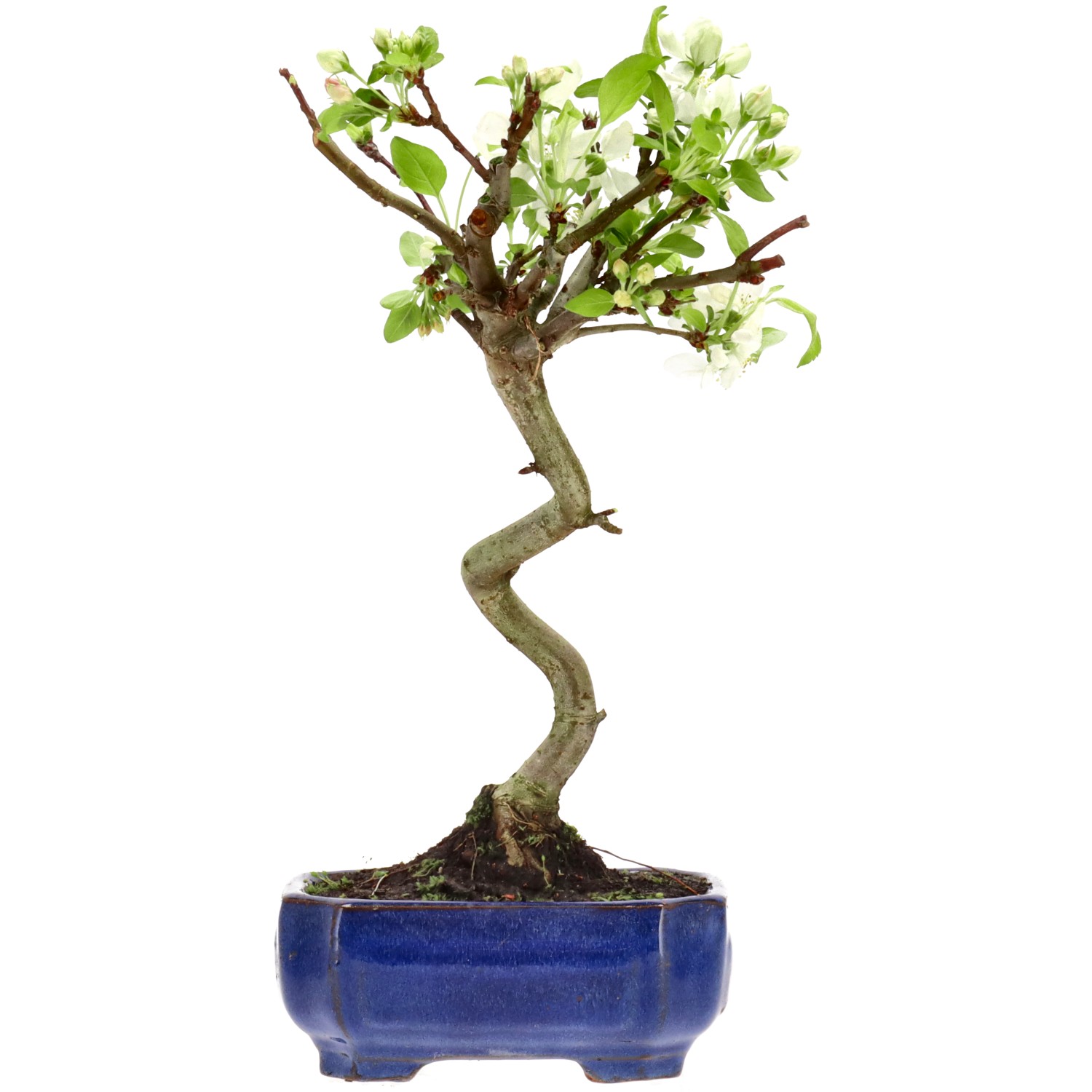 Pommier d’ornement, env. 8 ans (32 cm)